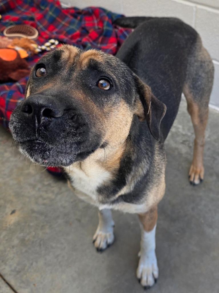 Enlarge Iyla / AC 27833 E, a Adoptable mixed breed in Greeneville, TN image 2/2