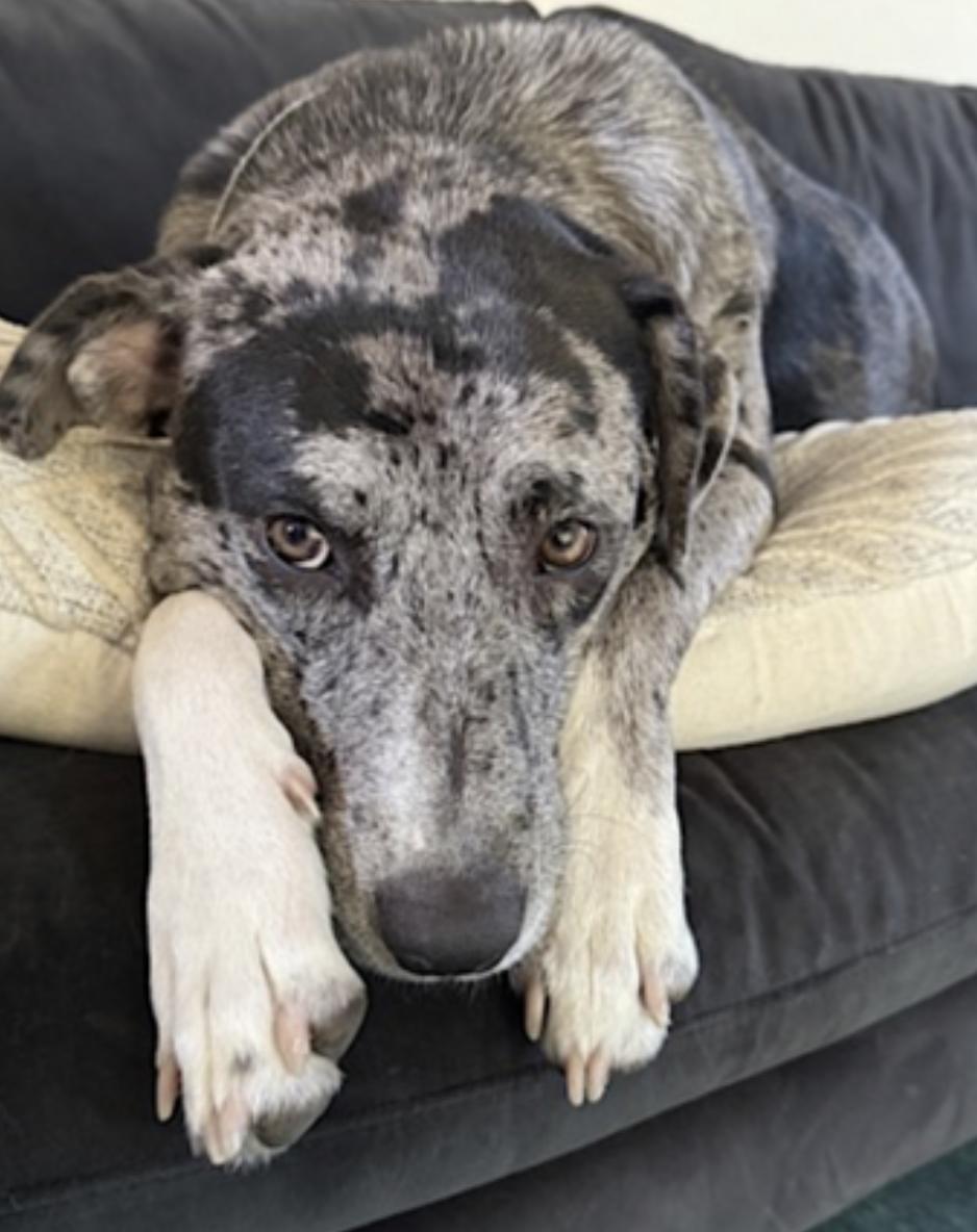 Charli — thumbnail 4