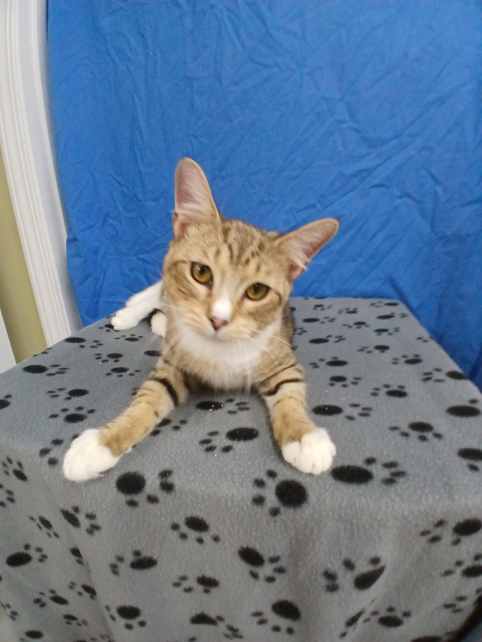 Titanic, Adoptable, Young Male Domestic Short Hair.
