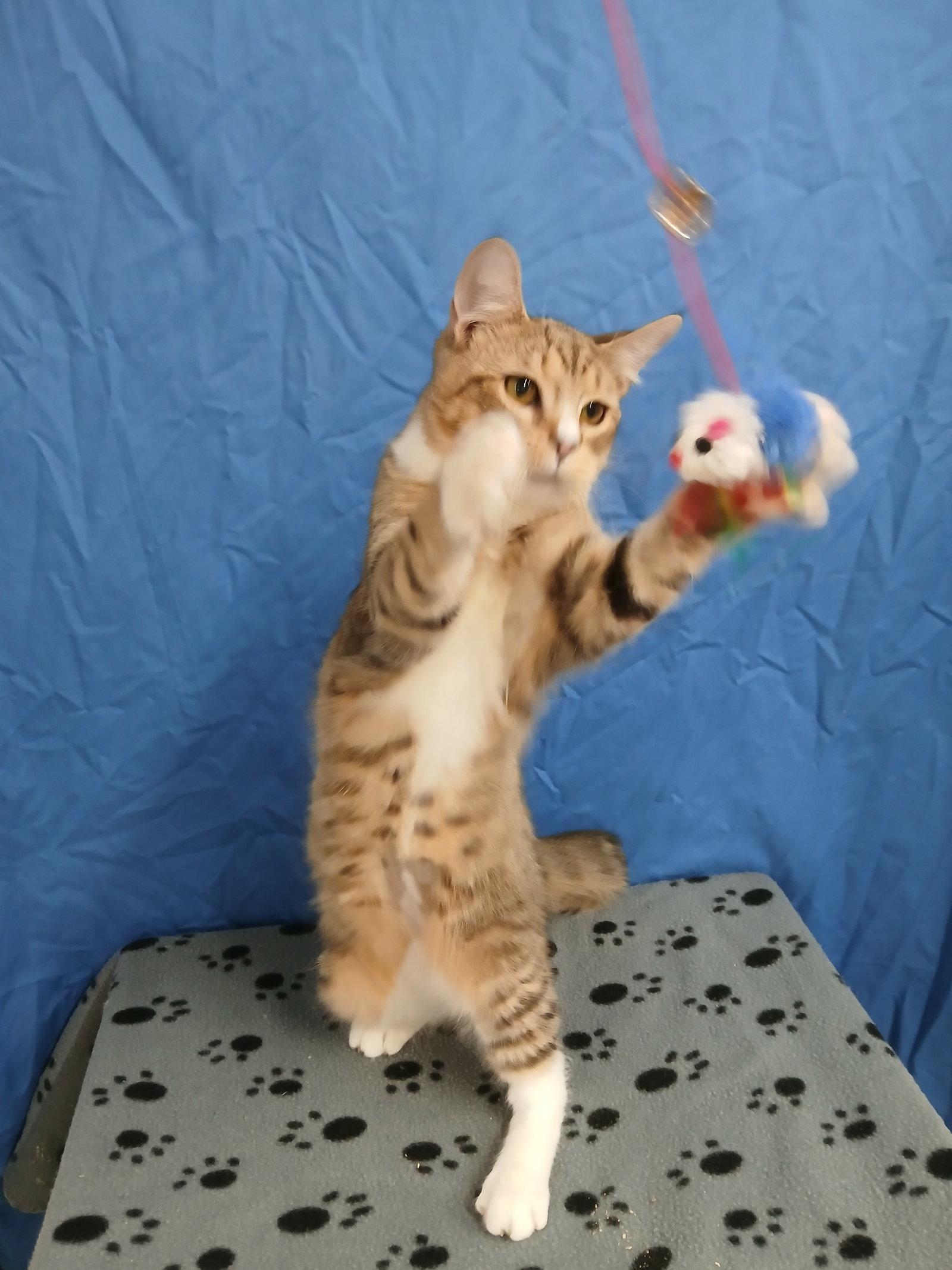 Enlarge Titanic, a Adoptable Domestic Short Hair in Winton, NC image 2/3