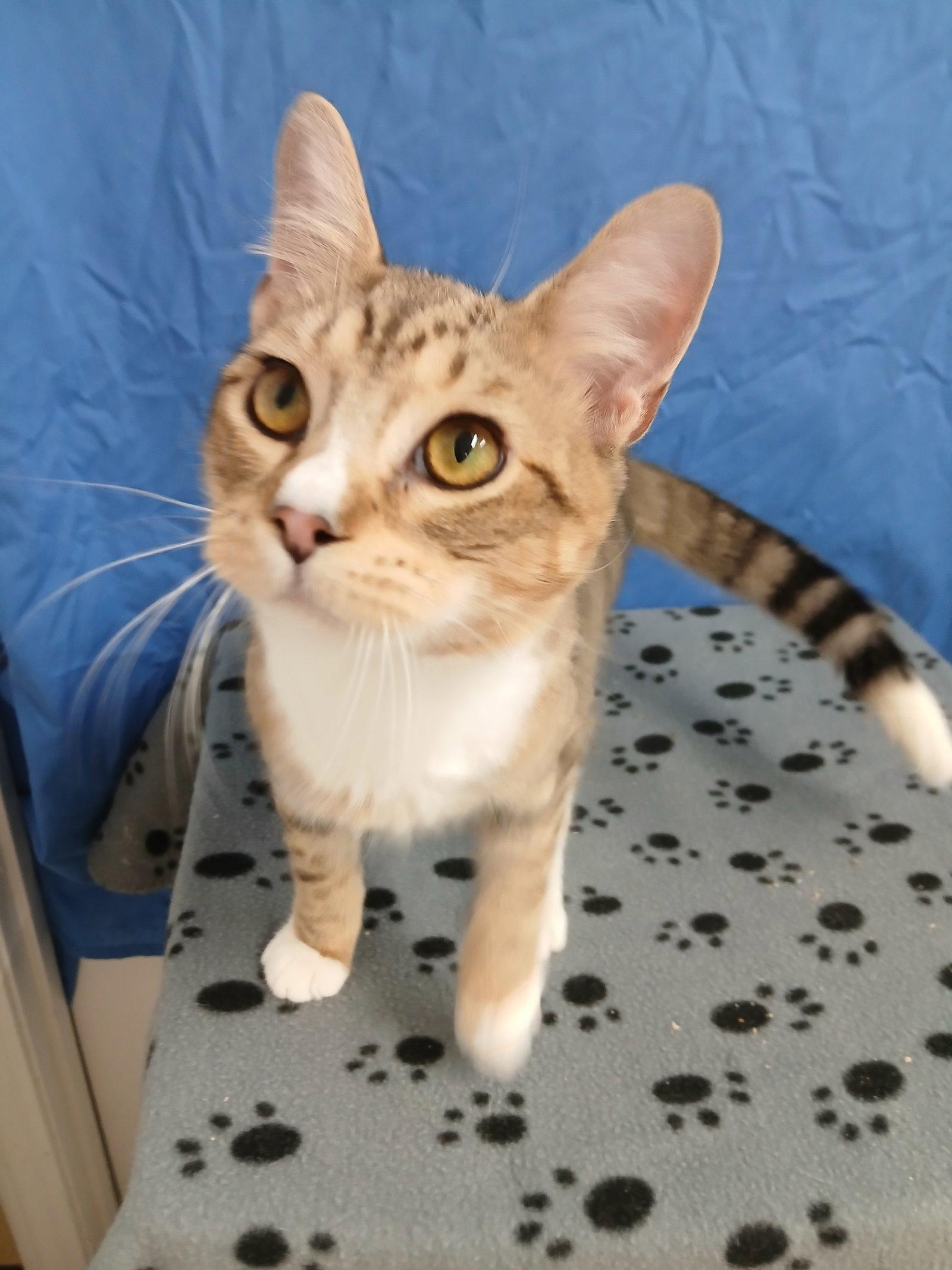 Enlarge Titanic, a Adoptable Domestic Short Hair in Winton, NC image 3/3