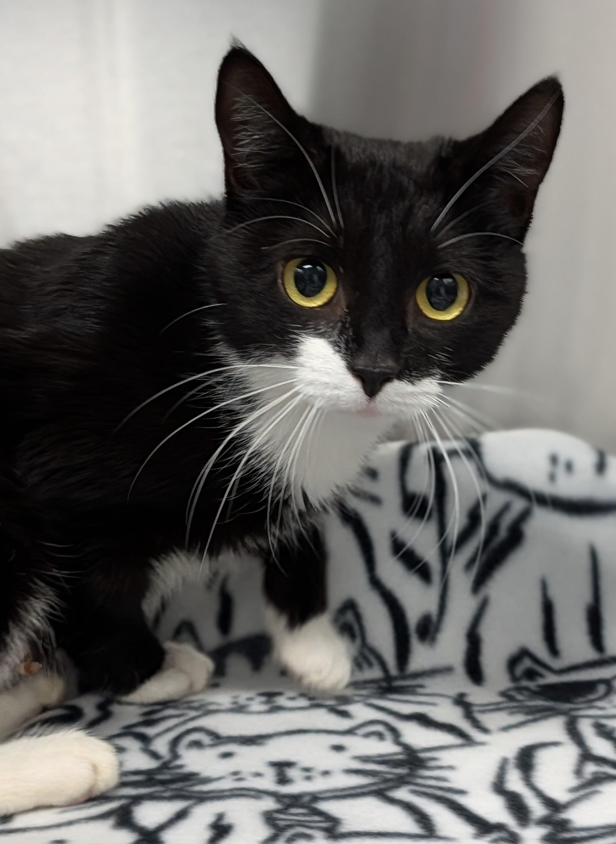 Enlarge Buttercup, a ADOPTABLE mixed breed in Plainfield, NJ image 2/2