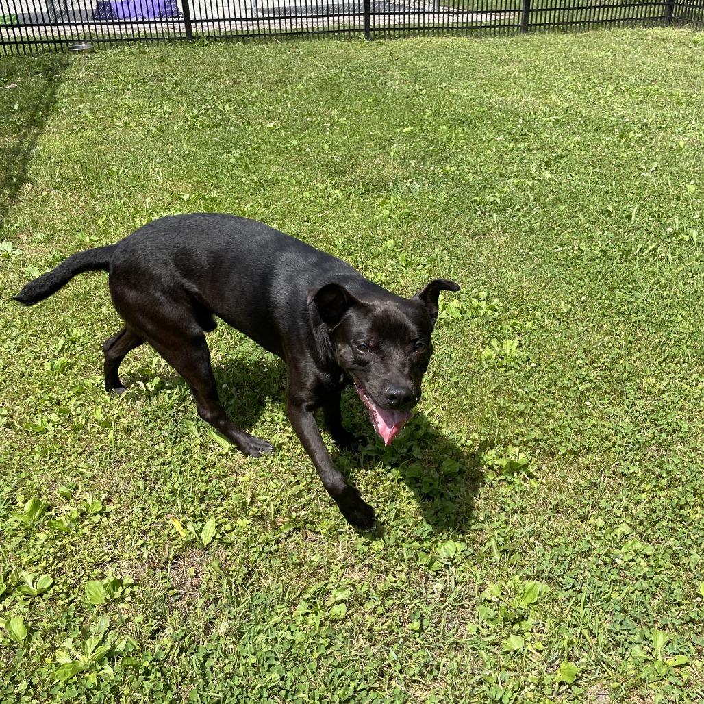 Lane, a Adoptable Mixed Breed in Rossville, GA image 4/6