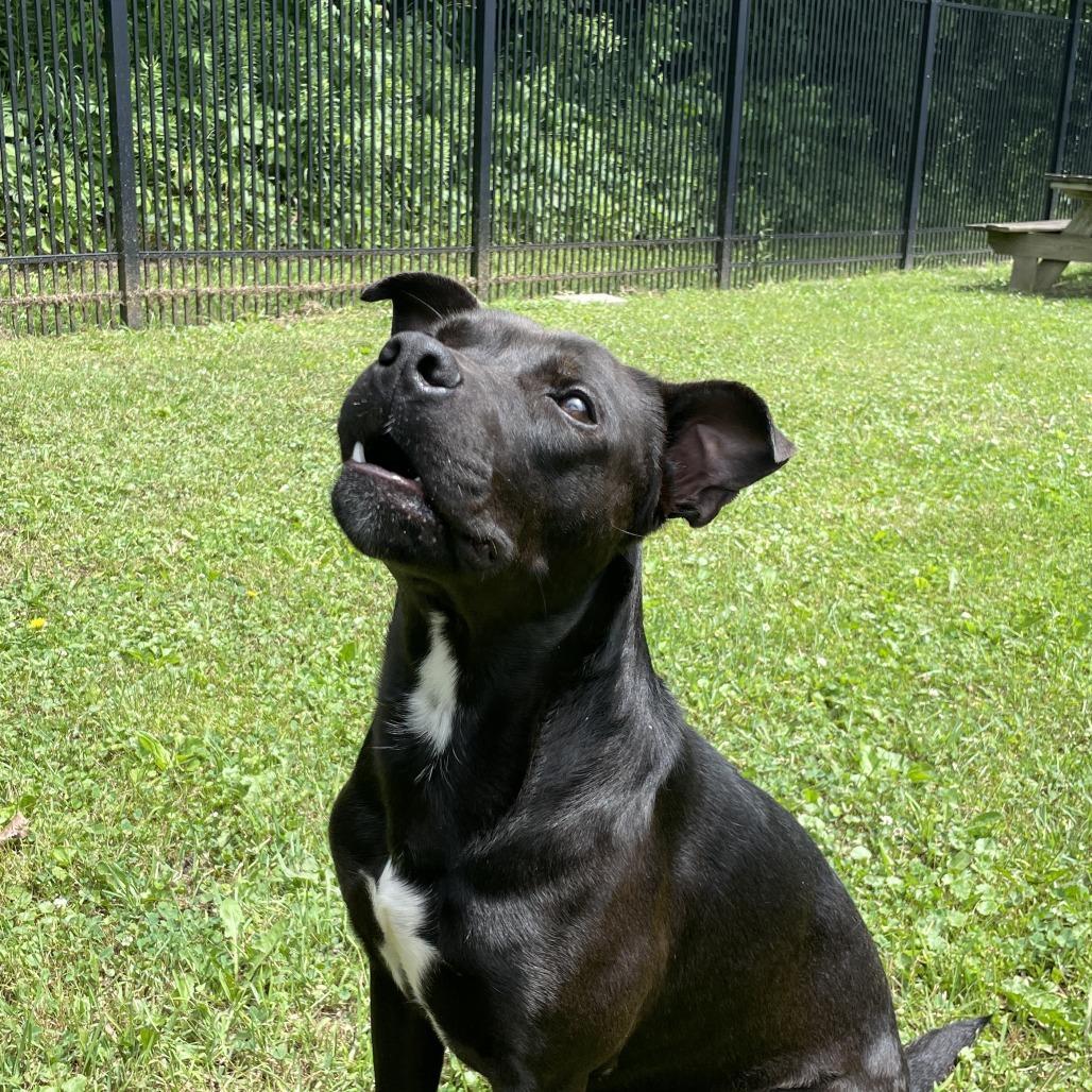 Lane, a Adoptable Mixed Breed in Rossville, GA image 6/6