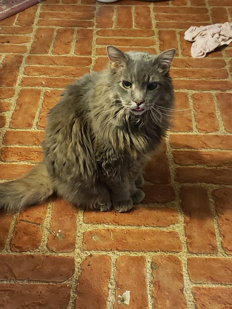 CP - MD Oliver, Adoptable, Senior Male Maine Coon.
