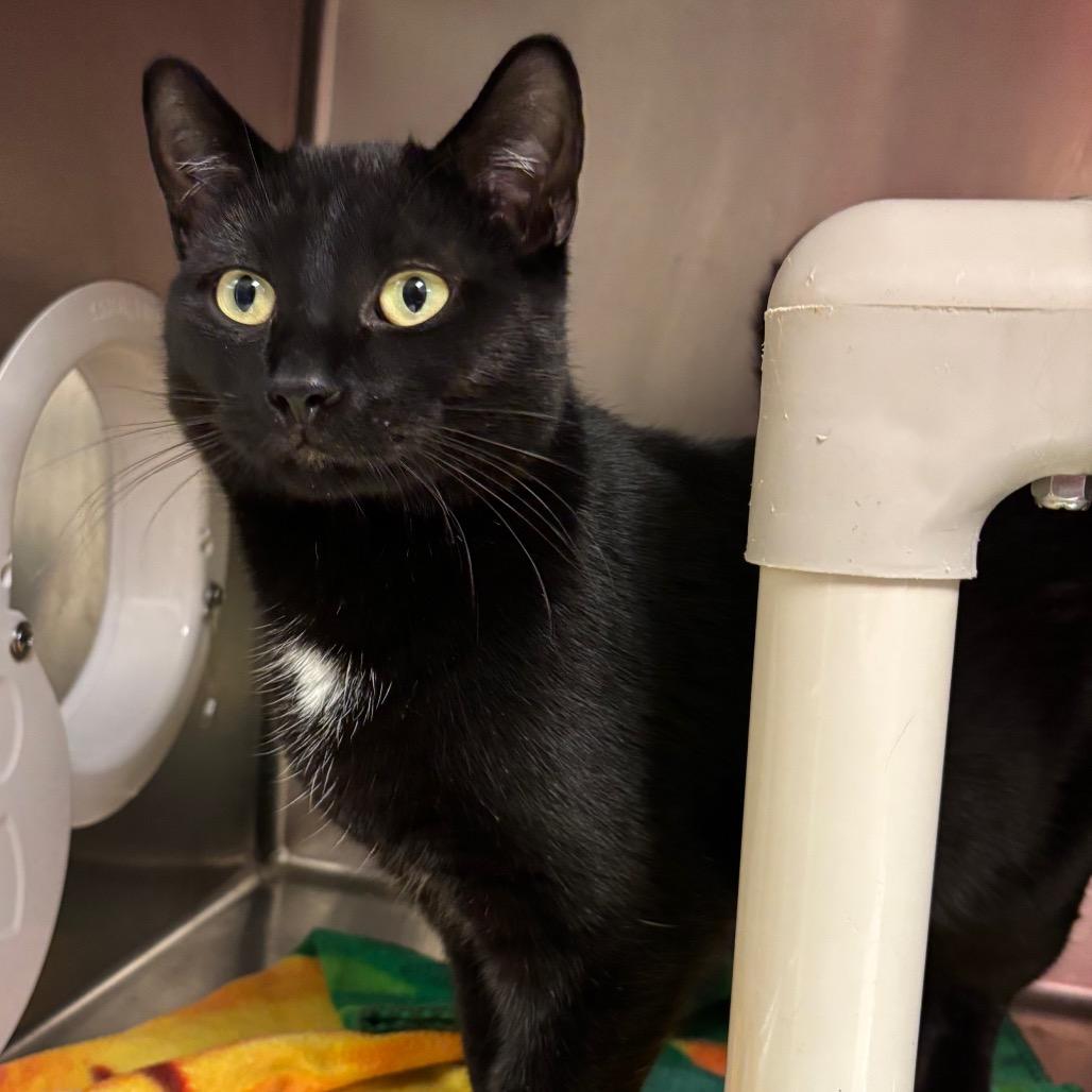 Tres, a ADOPTABLE Domestic Short Hair in Chippewa Falls, WI image 1/2