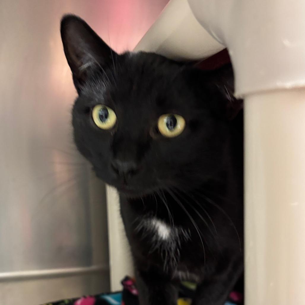 Tres, a ADOPTABLE Domestic Short Hair in Chippewa Falls, WI image 2/2