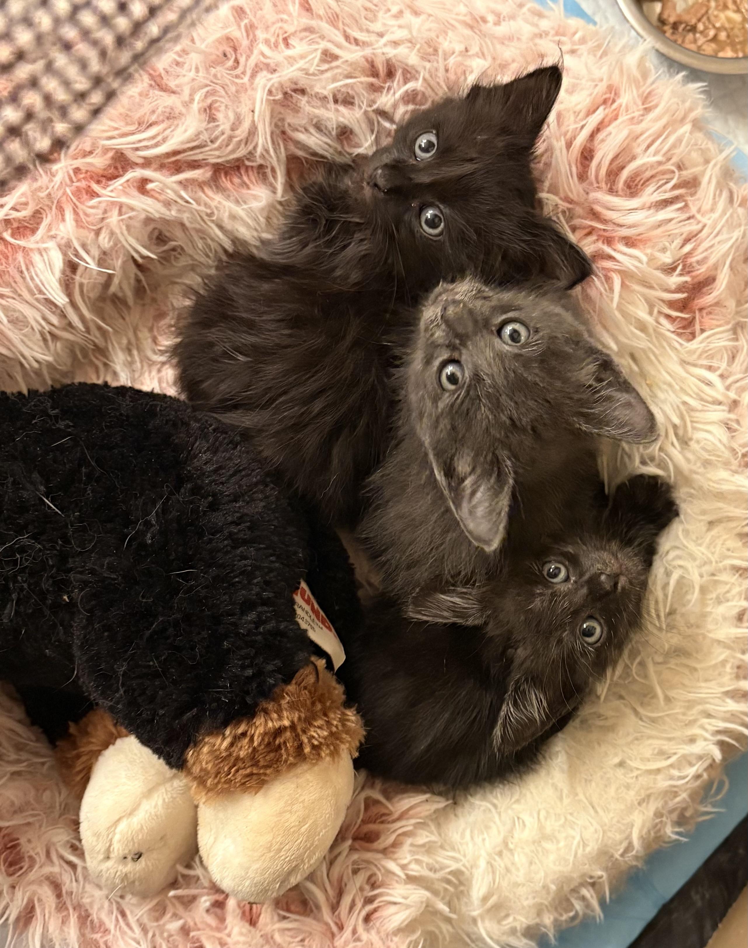 Wolfie, Baby Male unknown