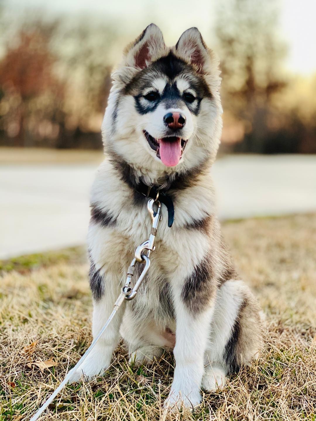 Sapphire, Adopted, Adult Female Husky.