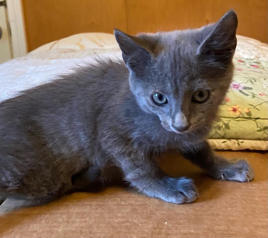 Enlarge Blu Belle Price, a Adopted mixed breed in Somerset, KY image 1/2