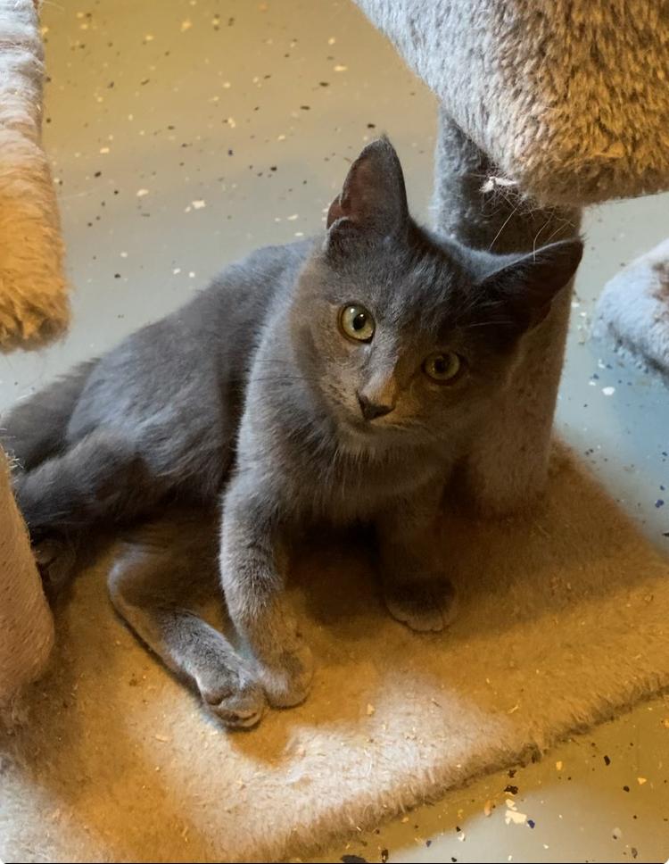 Enlarge Blu Belle Price, a Adopted mixed breed in Somerset, KY image 2/2