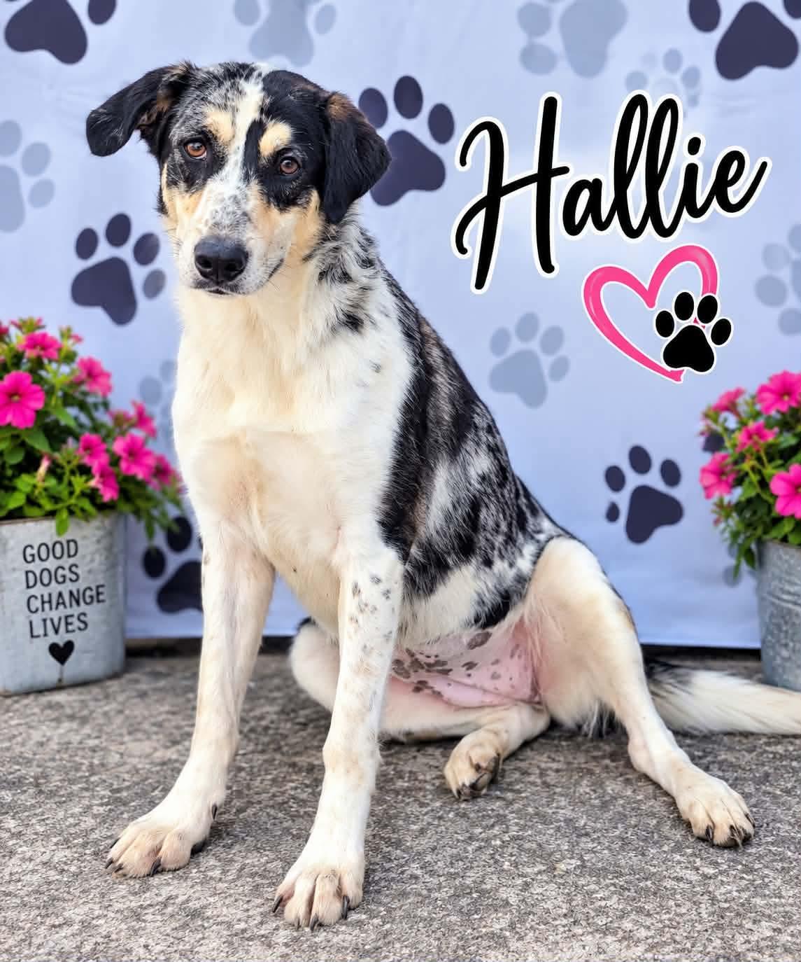 Hallie, Adoptable, Adult Female Australian Shepherd.