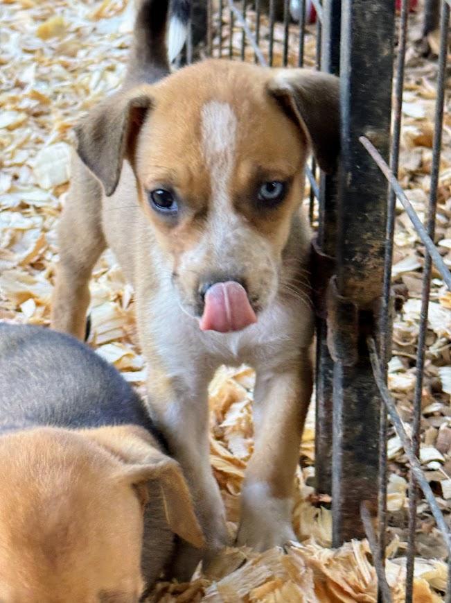 JUNEBUG, a Adoptable mixed breed in Hartford, CT image 3/6