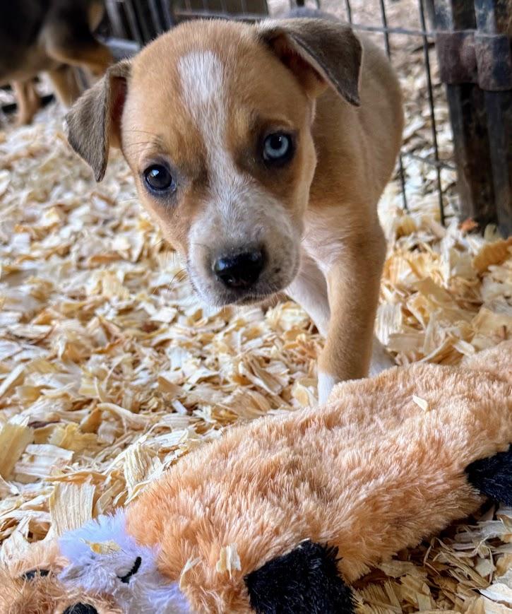 JUNEBUG, a Adoptable mixed breed in Hartford, CT image 5/6