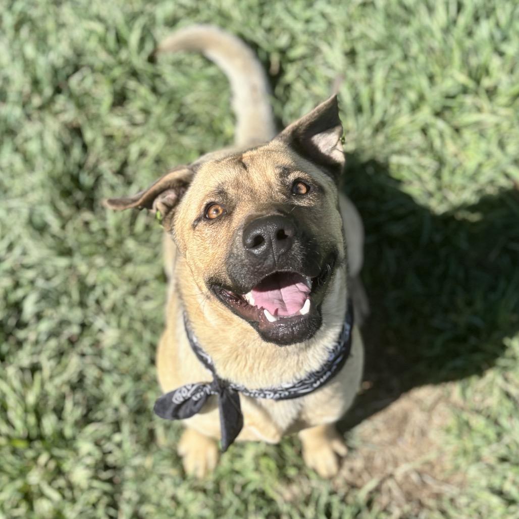 Arlo, a Adoptable Mixed Breed in Glenwood Springs, CO image 1/6