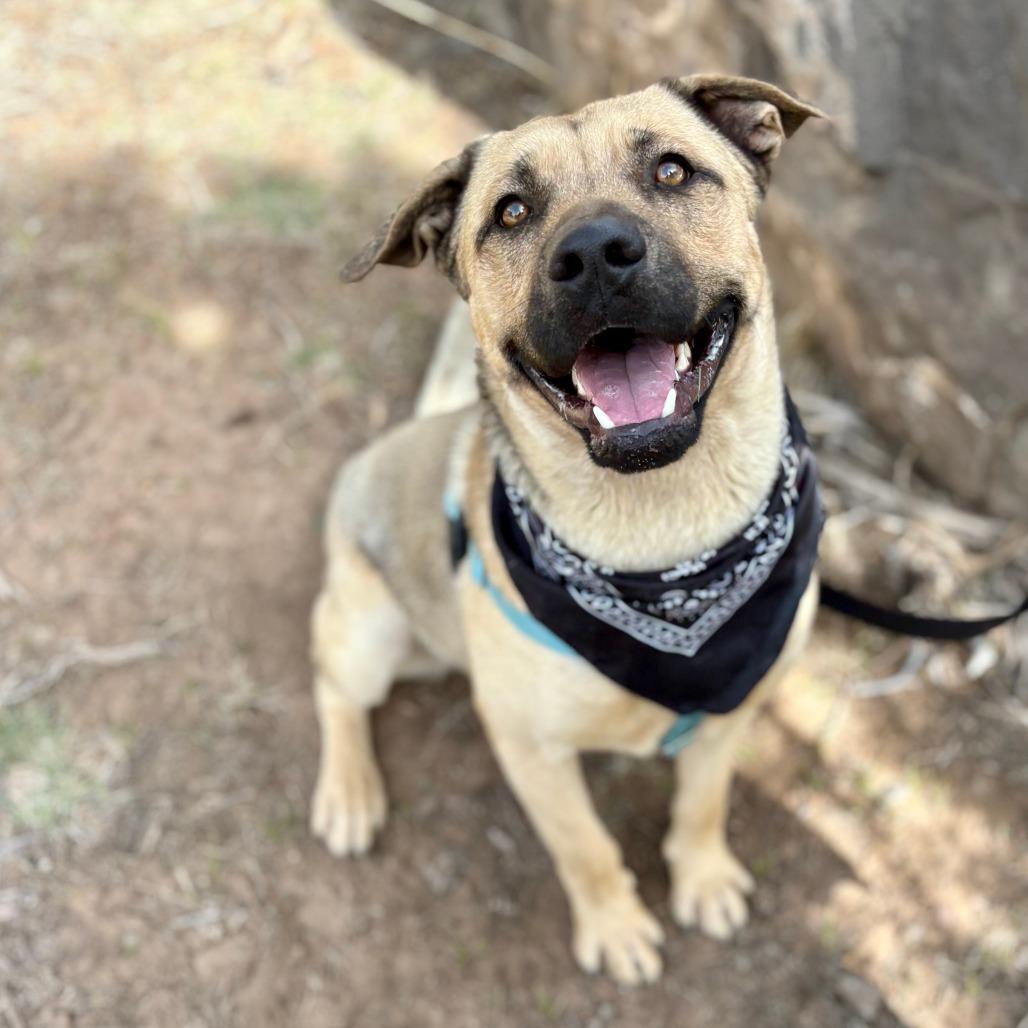 Arlo, Adoptable, Young Male Mixed Breed.