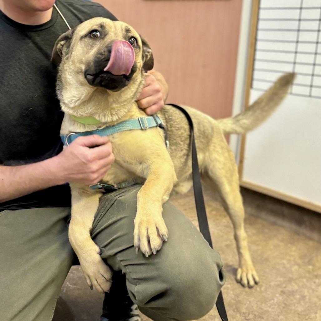 Enlarge Arlo, a Adoptable Mixed Breed in Glenwood Springs, CO image 2/6