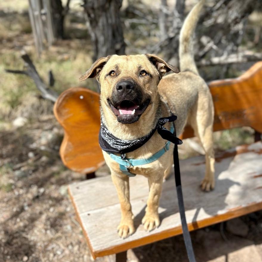Arlo, a Adoptable Mixed Breed in Glenwood Springs, CO image 5/6