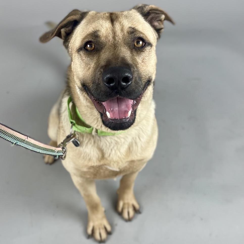 Enlarge Arlo, a Adoptable Mixed Breed in Glenwood Springs, CO image 4/6