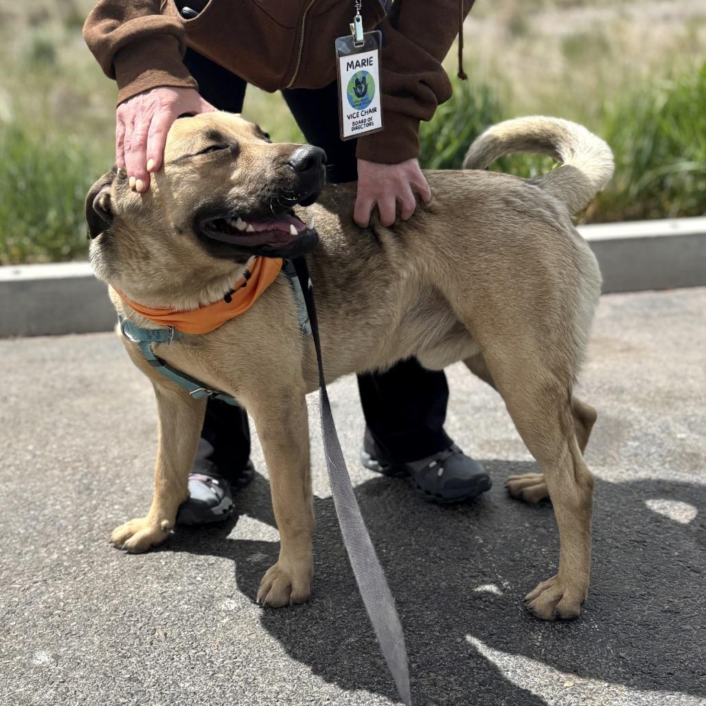 Enlarge Arlo, a Adoptable Mixed Breed in Glenwood Springs, CO image 5/6