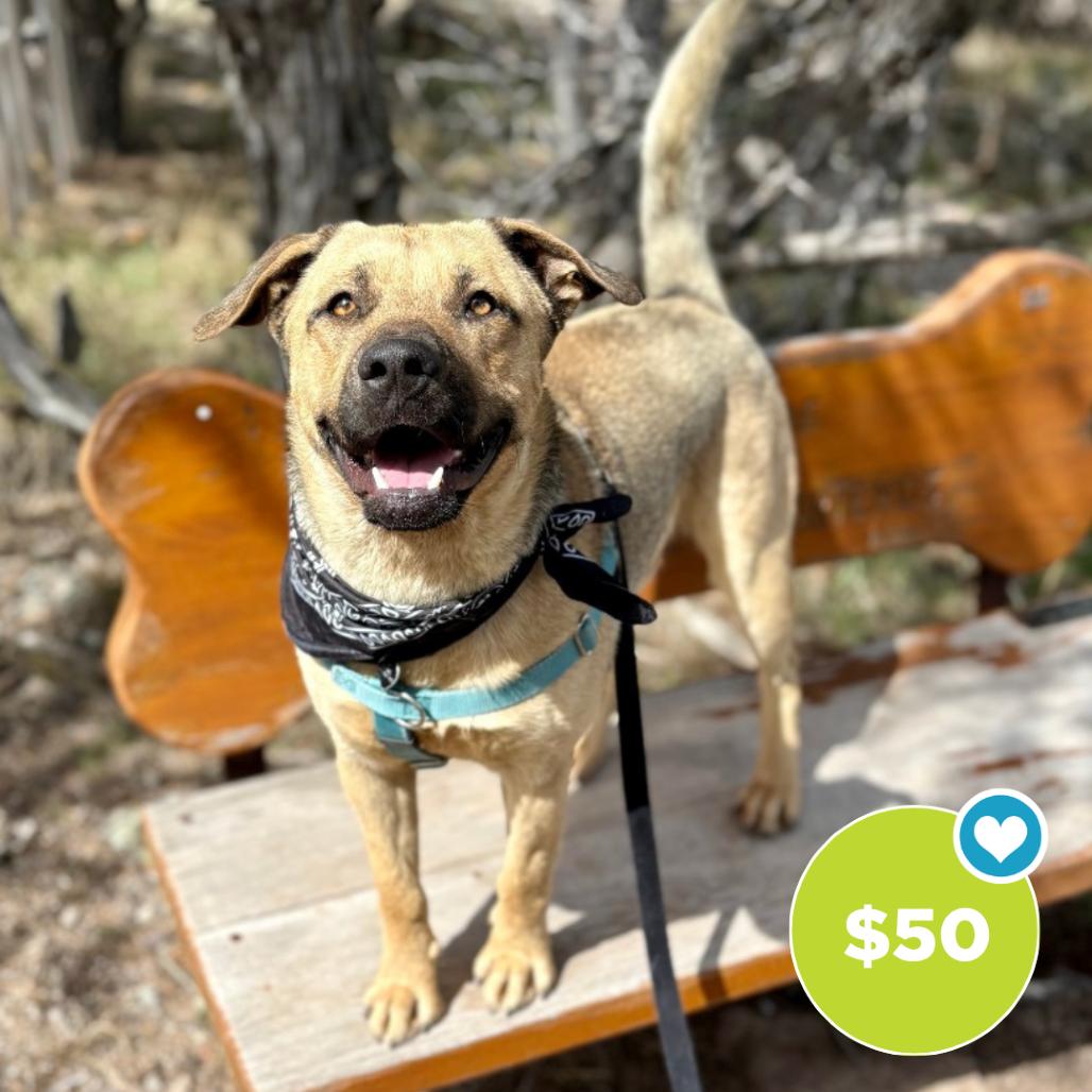 Enlarge Arlo, a Adoptable Mixed Breed in Glenwood Springs, CO image 6/6