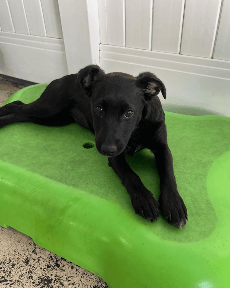 Enlarge Zuchini, a Adoptable mixed breed in Manhattan, NY image 1/1