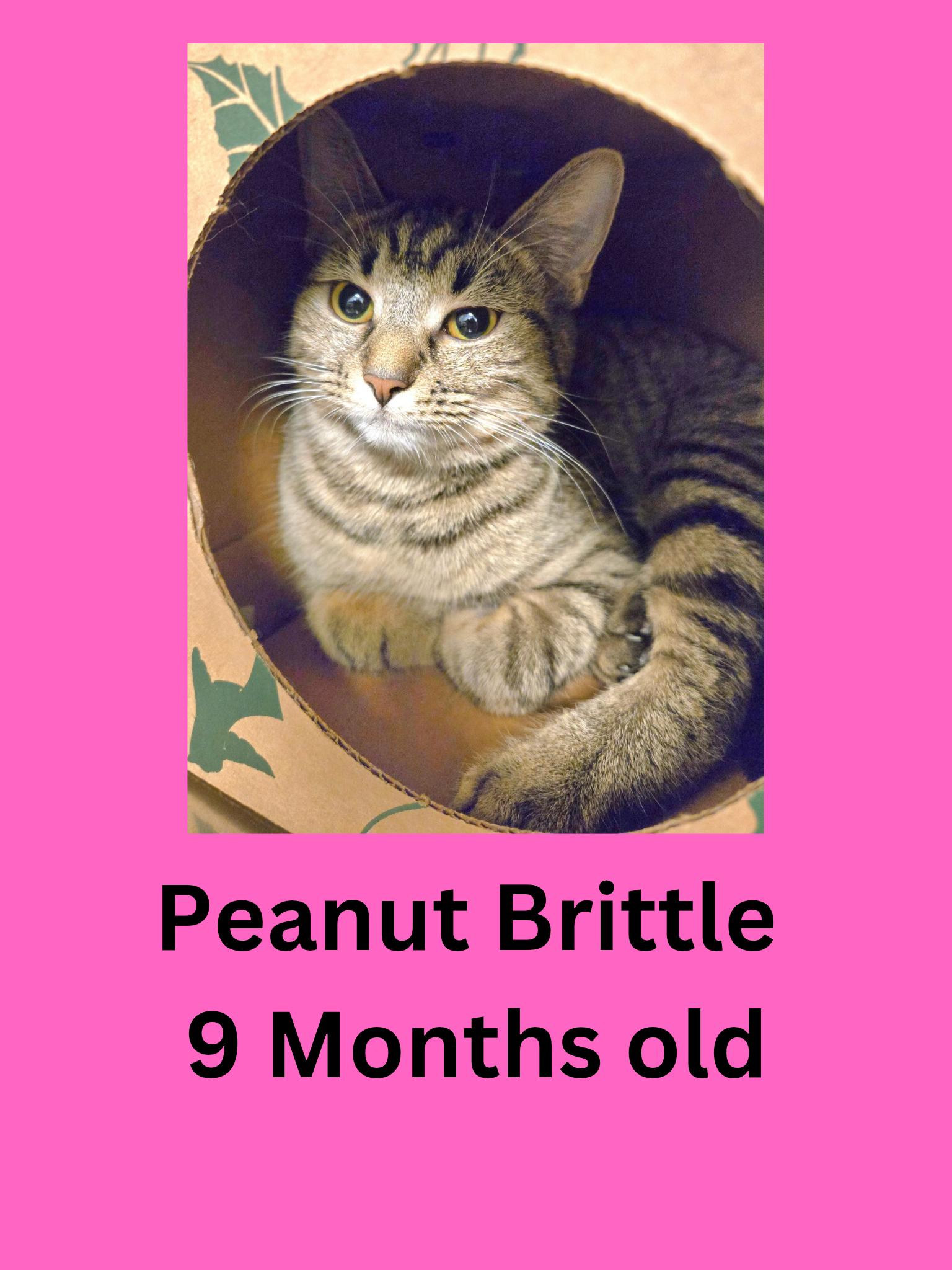 Peanut Brittle, ADOPTABLE, Adult Female Domestic Short Hair.