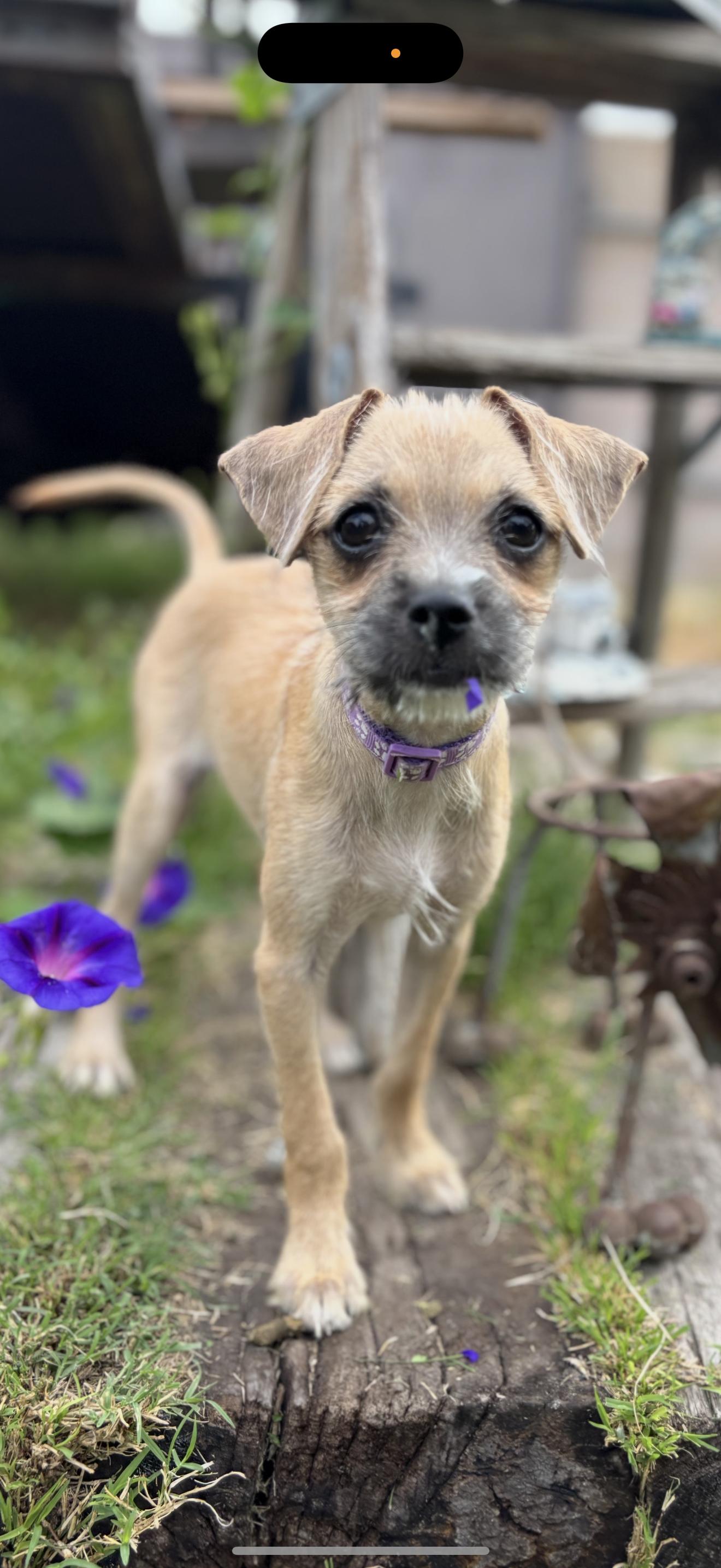 Enlarge Pixie and Trixie - The Cutest Girls, a Adopted mixed breed in Rancho Cucamonga , CA image 1/6