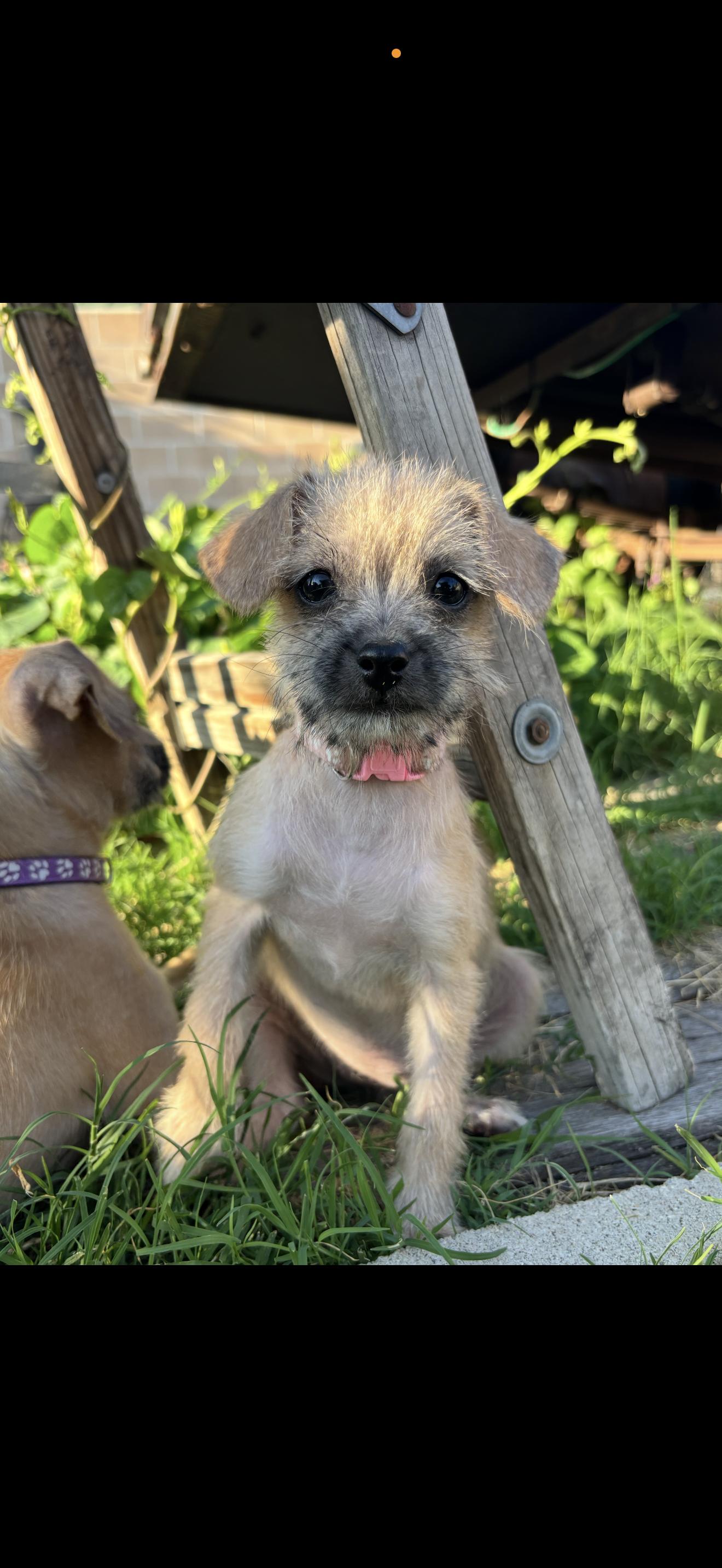 Enlarge Pixie and Trixie - The Cutest Girls, a Adopted mixed breed in Rancho Cucamonga , CA image 2/6