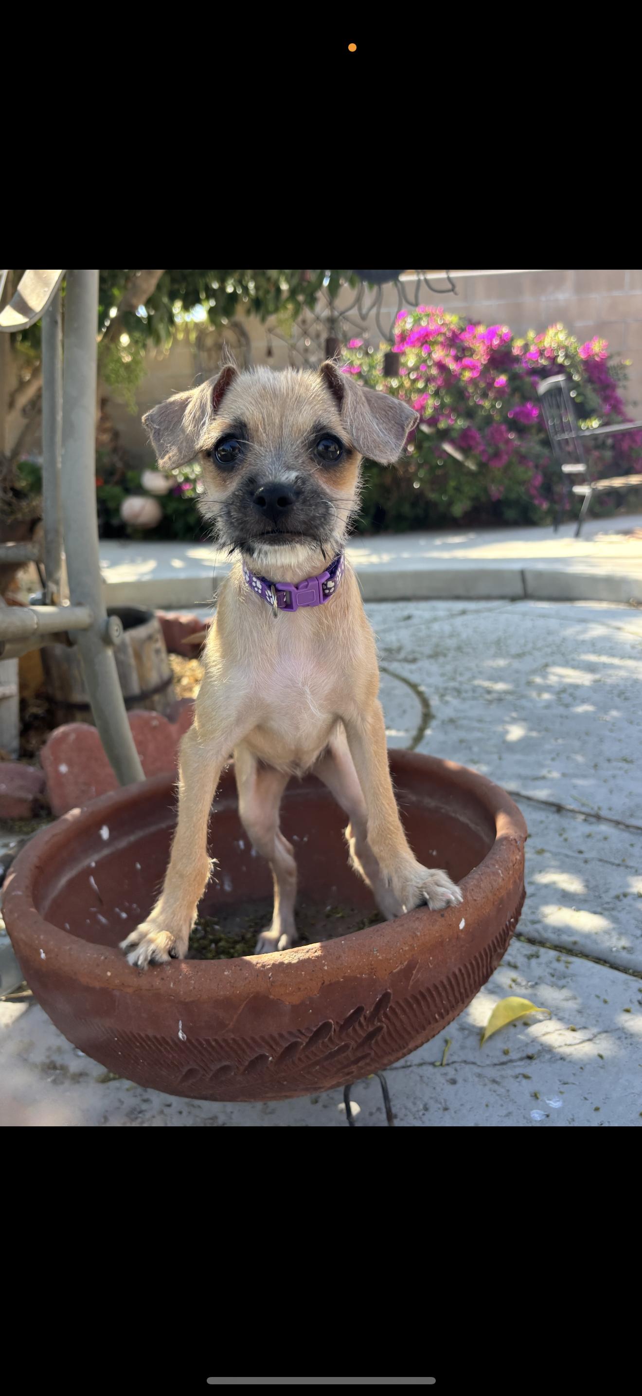 Enlarge Pixie and Trixie - The Cutest Girls, a Adopted mixed breed in Rancho Cucamonga , CA image 3/6
