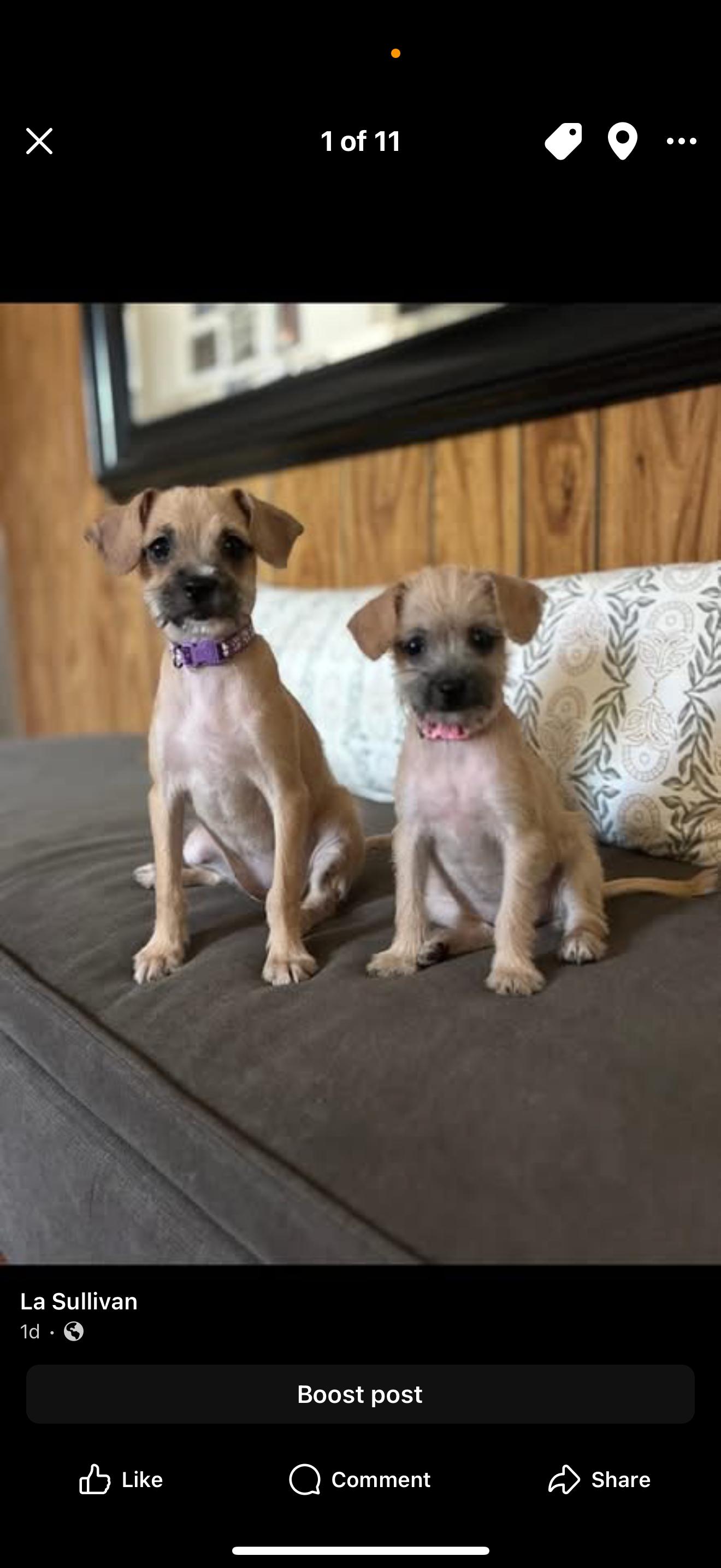Enlarge Pixie and Trixie - The Cutest Girls, a Adopted mixed breed in Rancho Cucamonga , CA image 4/6