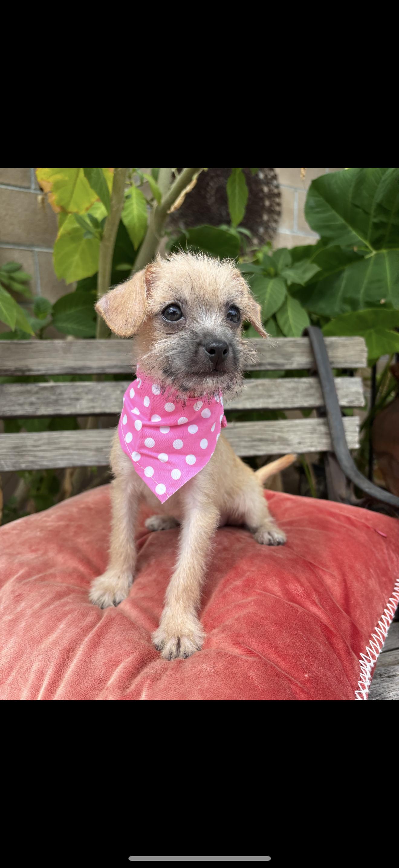Enlarge Pixie and Trixie - The Cutest Girls, a Adopted mixed breed in Rancho Cucamonga , CA image 5/6