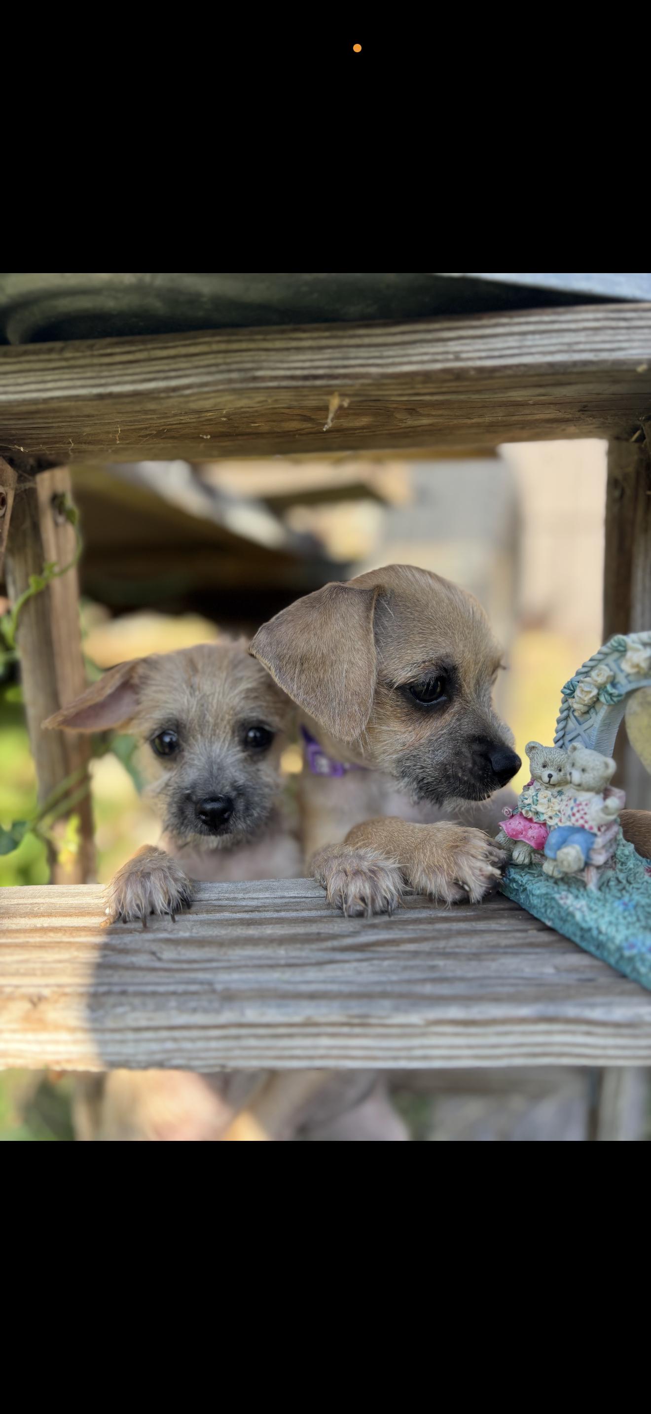 Enlarge Pixie and Trixie - The Cutest Girls, a Adopted mixed breed in Rancho Cucamonga , CA image 6/6