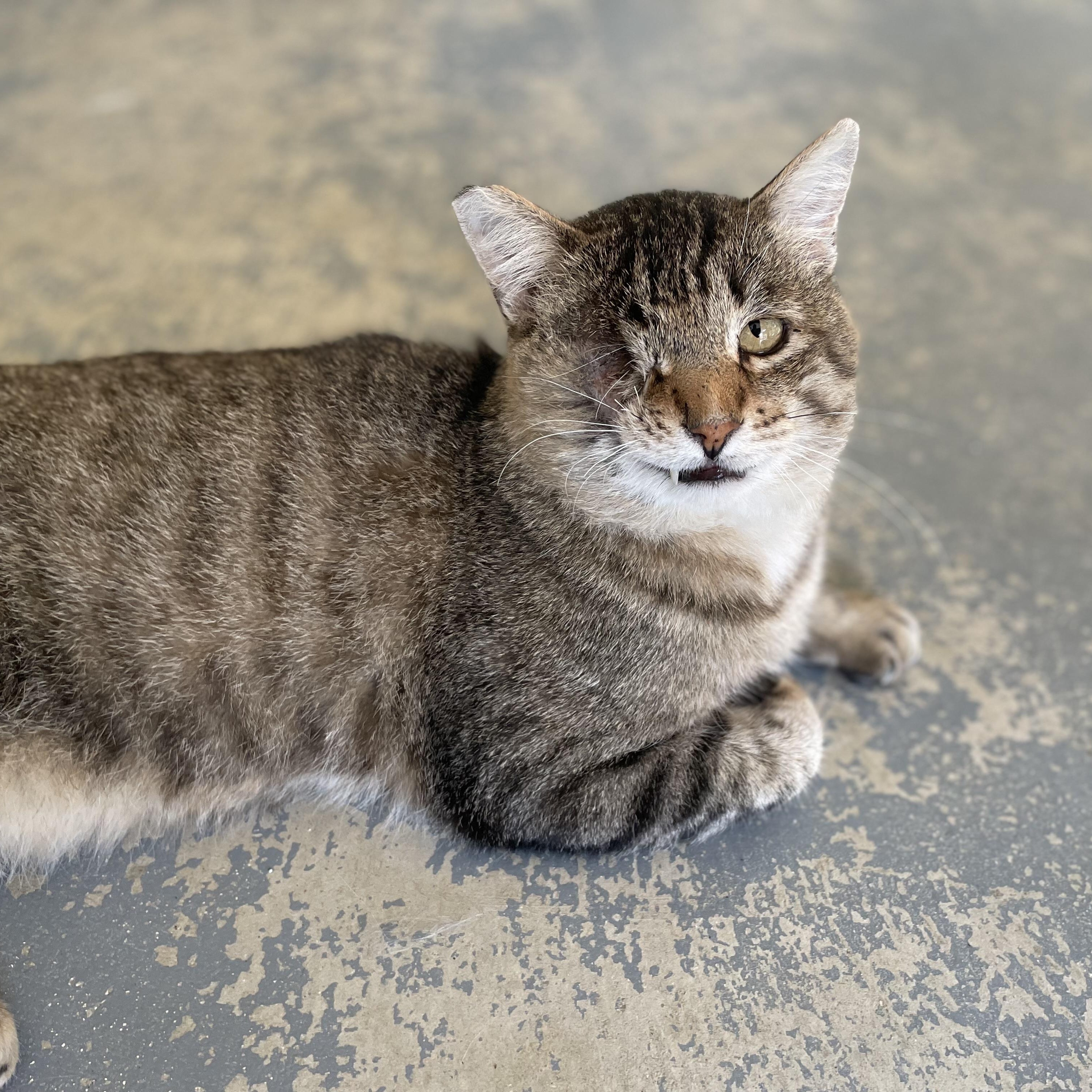 Enlarge Jack, a Adoptable Domestic Short Hair in Hollister, CA image 3/6