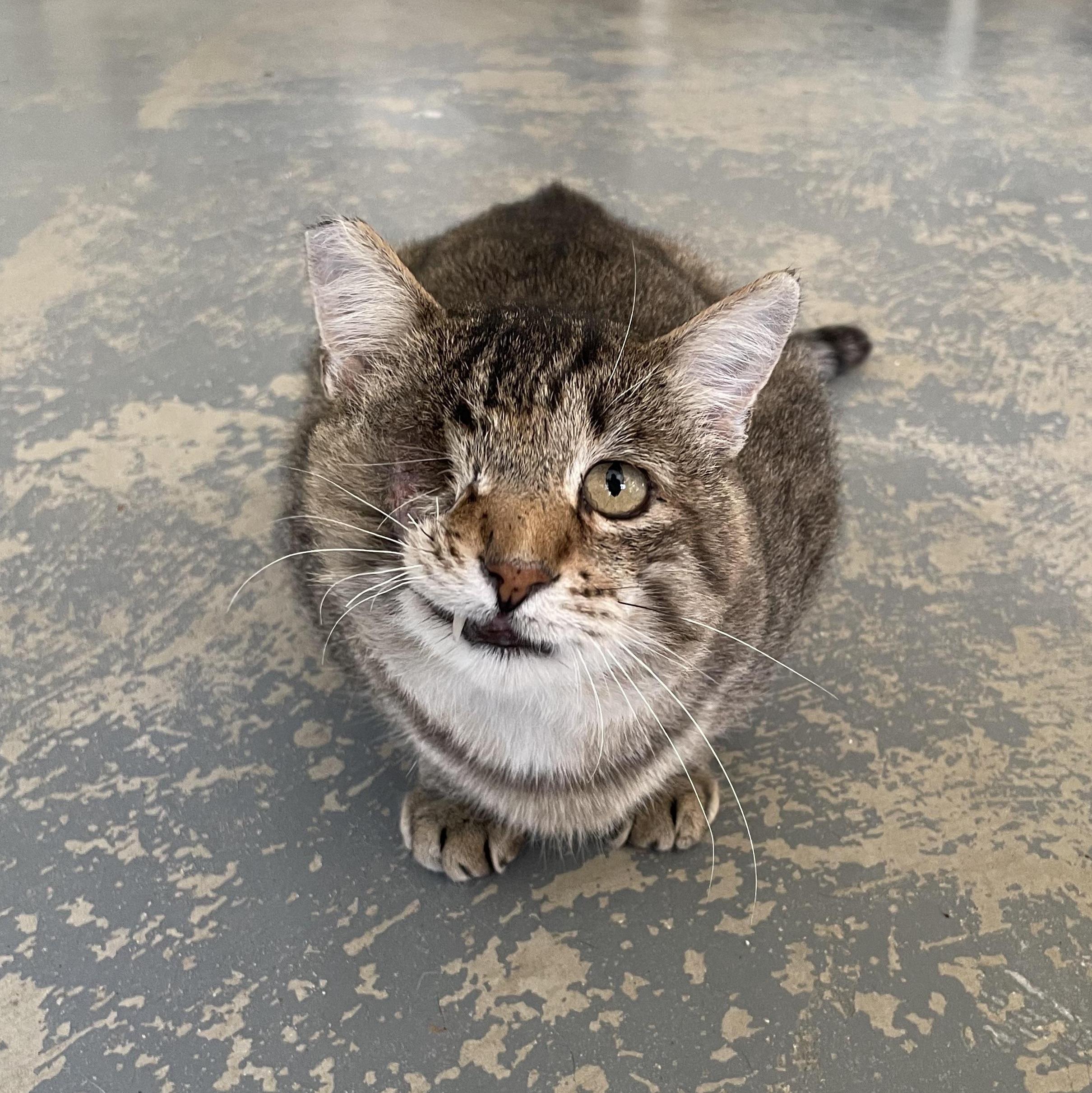 Enlarge Jack, a Adoptable Domestic Short Hair in Hollister, CA image 2/6