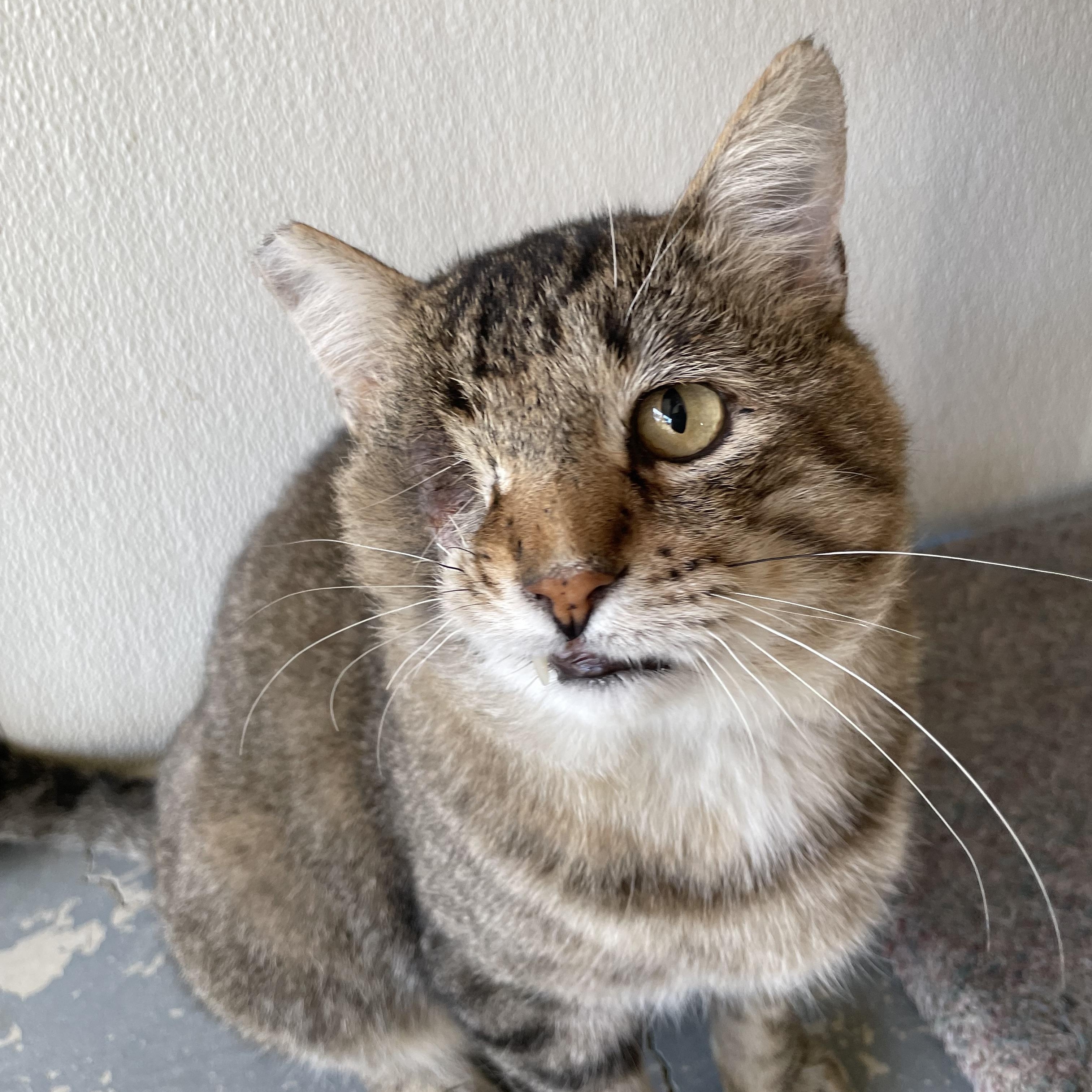 Enlarge Jack, a Adoptable Domestic Short Hair in Hollister, CA image 1/6