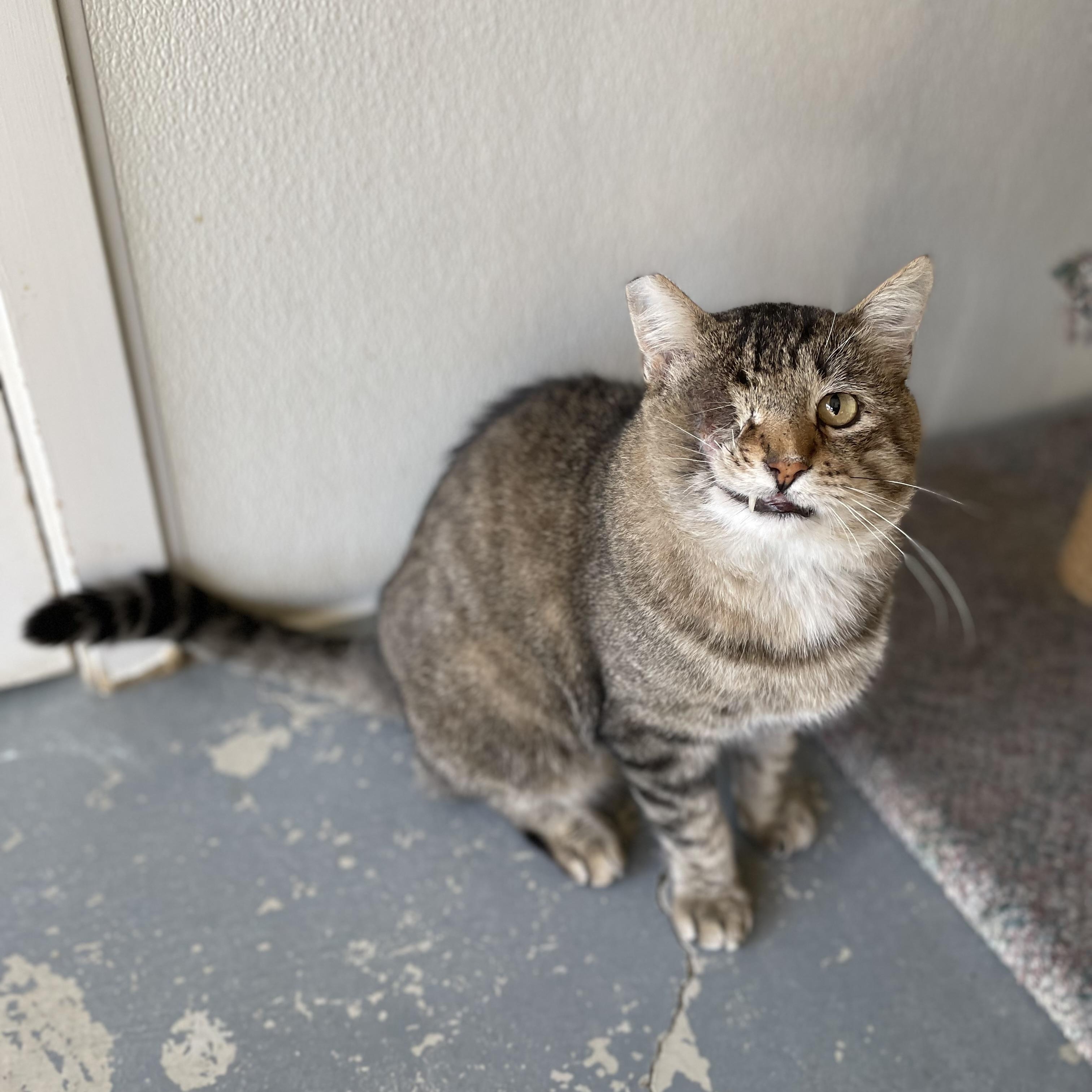 Enlarge Jack, a Adoptable Domestic Short Hair in Hollister, CA image 5/6