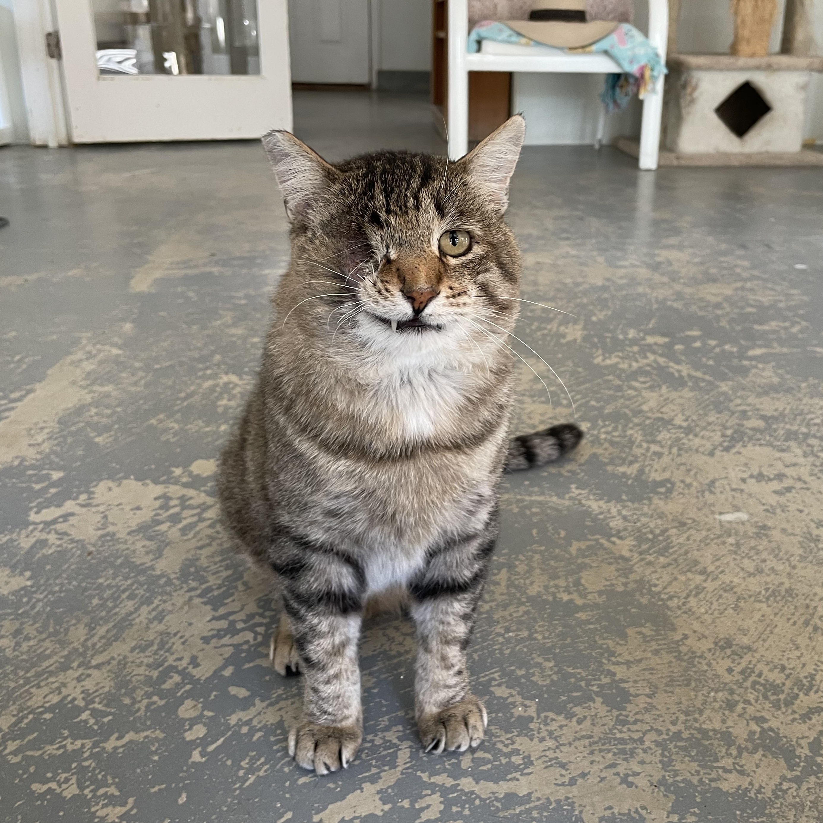 Enlarge Jack, a Adoptable Domestic Short Hair in Hollister, CA image 4/6