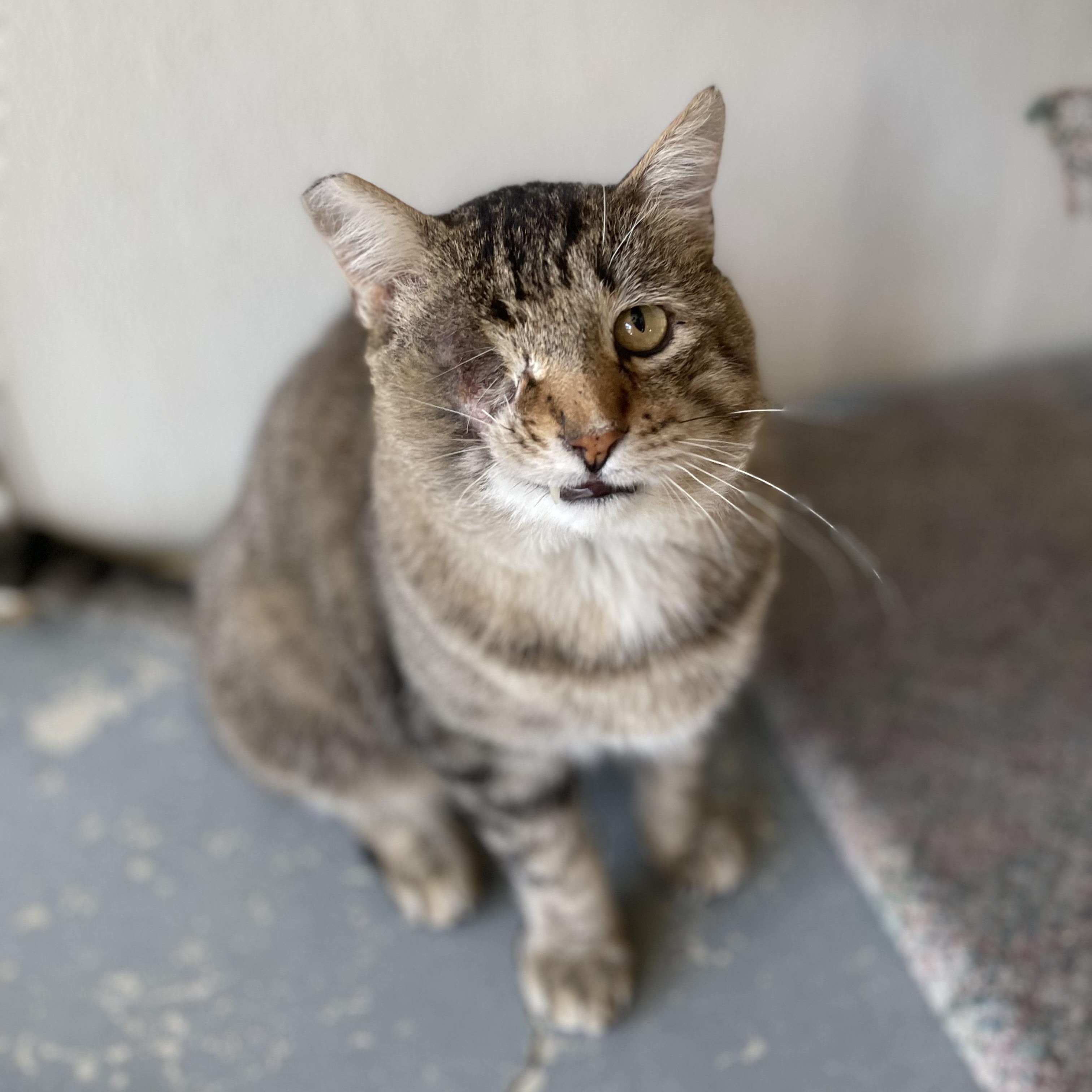 Enlarge Jack, a Adoptable Domestic Short Hair in Hollister, CA image 6/6