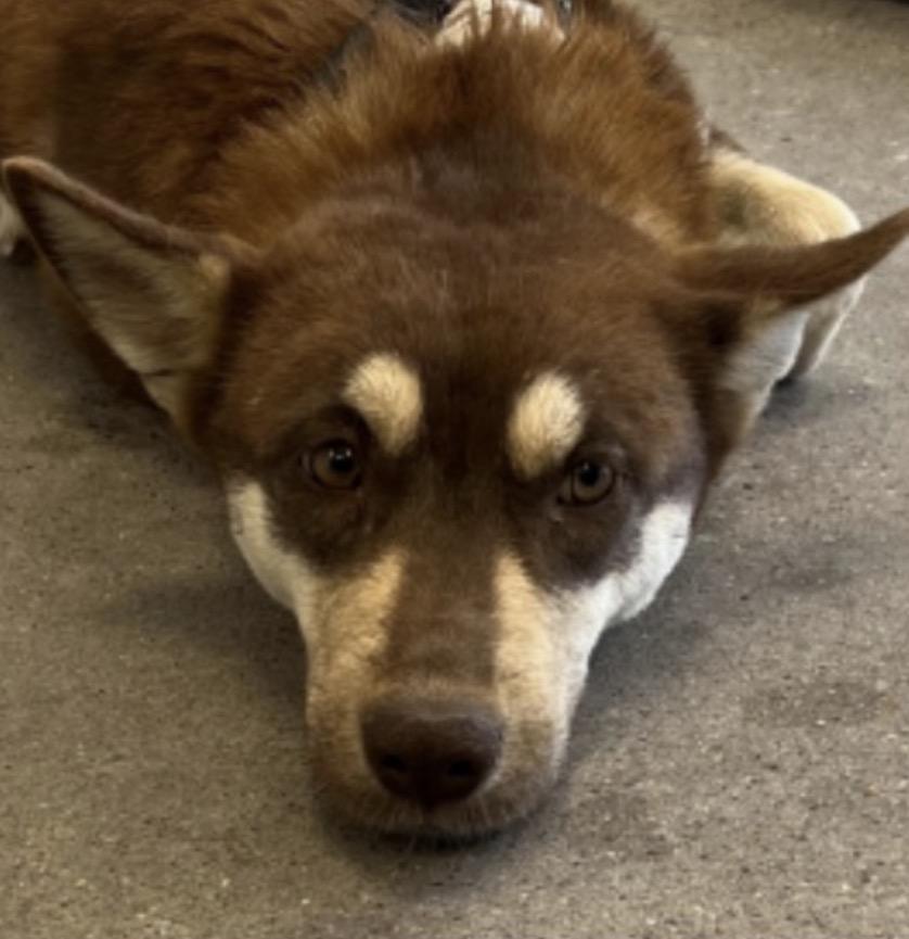 Enlarge Sandy, a ADOPTABLE mixed breed in Deming, NM image 1/2