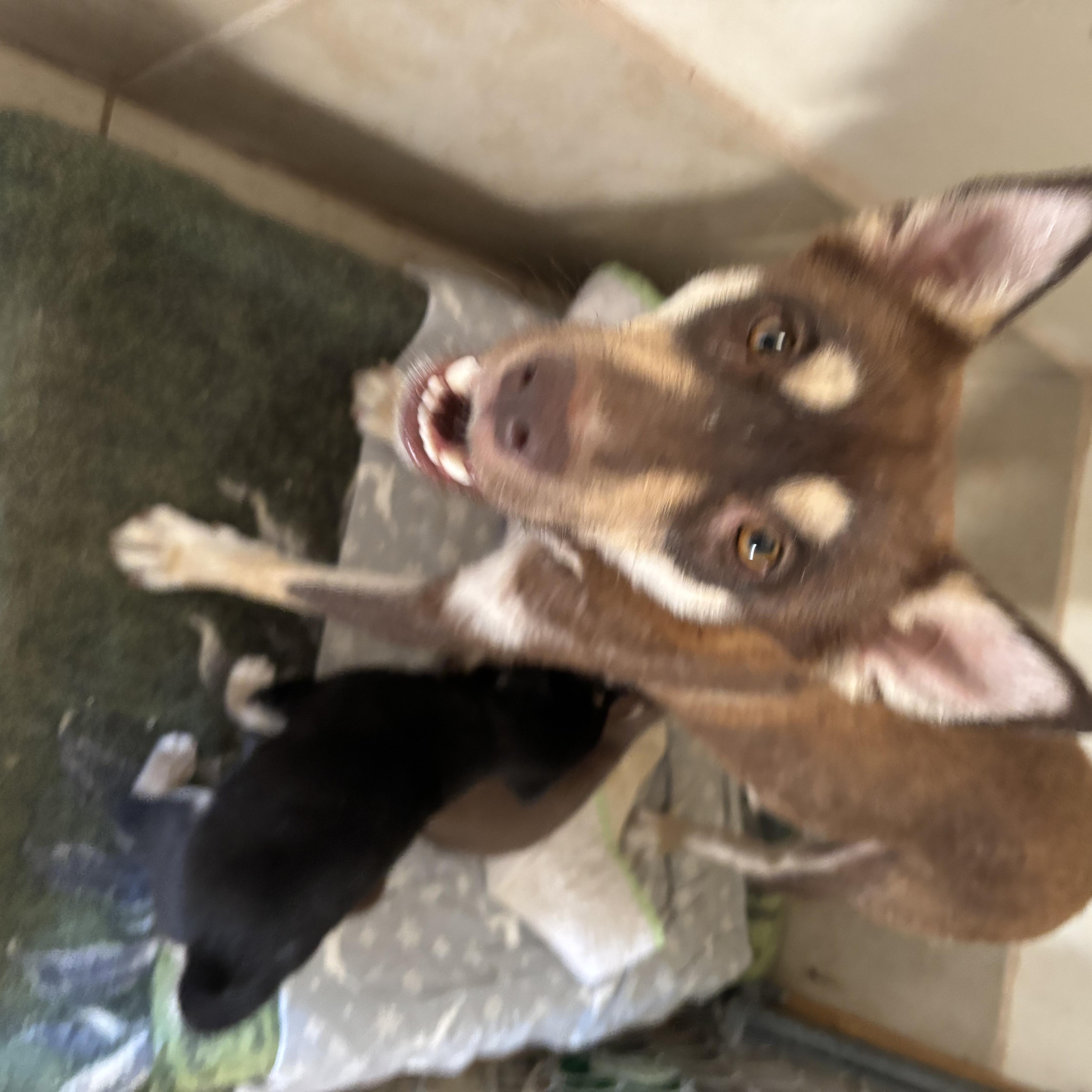 Enlarge Sandy, a ADOPTABLE mixed breed in Deming, NM image 2/2