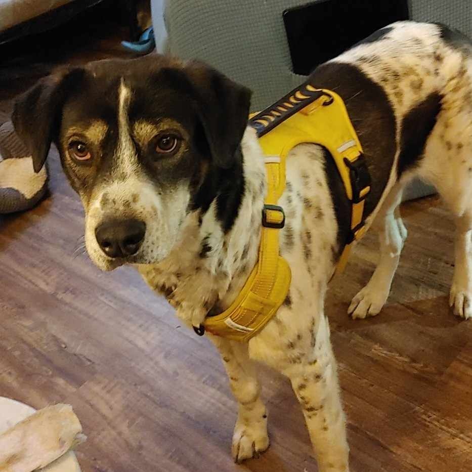 Suzi, an adopted Hound in Middletown, NY image 1/5