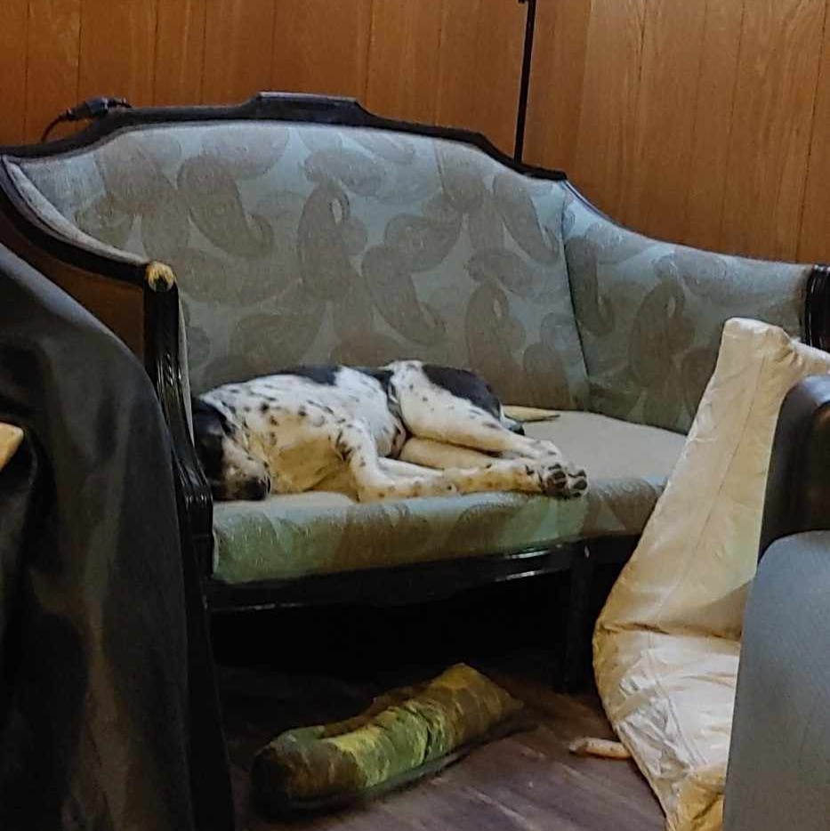 Suzi, an adopted Hound in Middletown, NY image 5/5