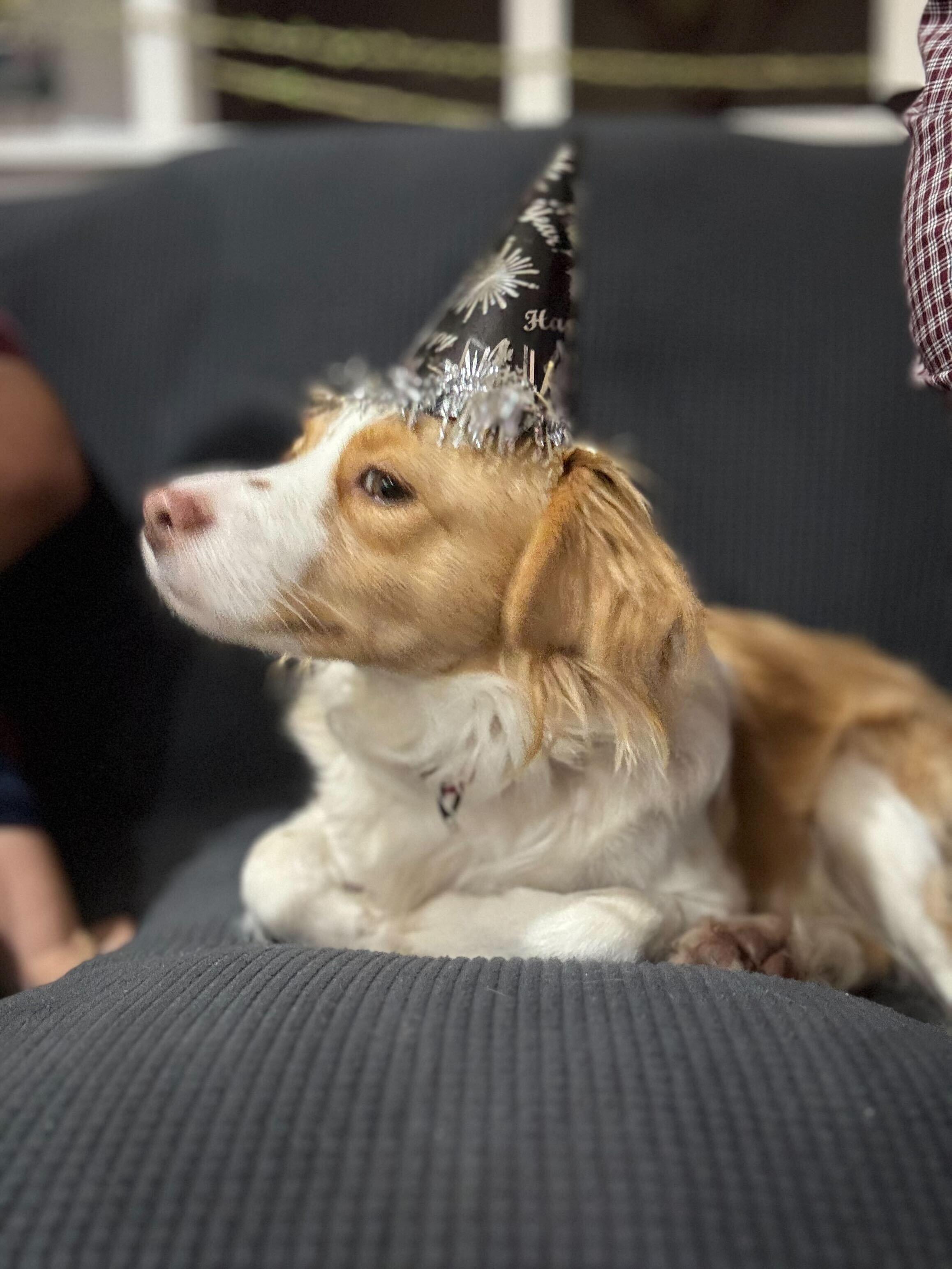 Pato, a Adopted mixed breed in Coquitlam, BC image 5/6