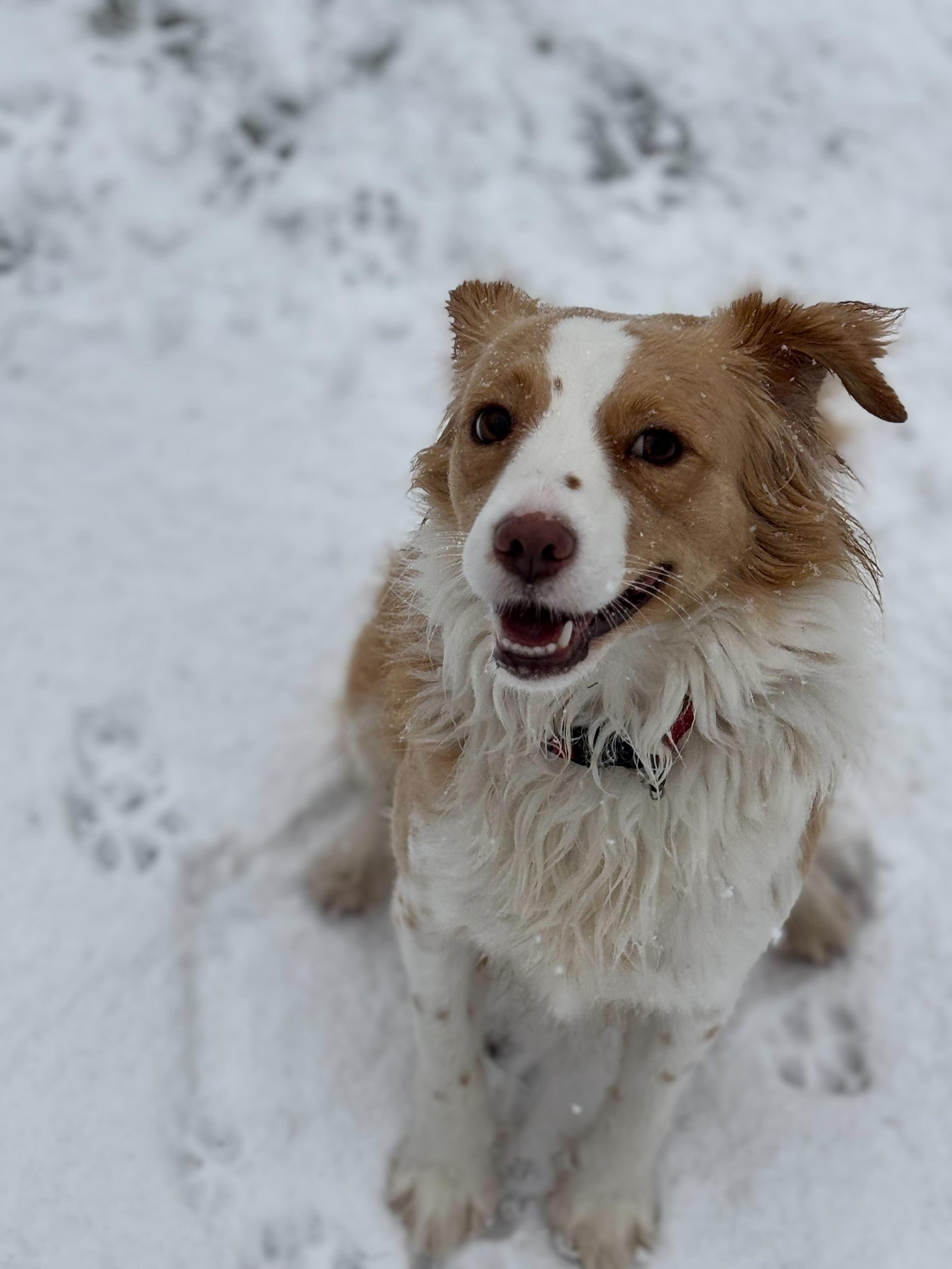 Pato, Adopted, Adult Male Kooikerhoundje.