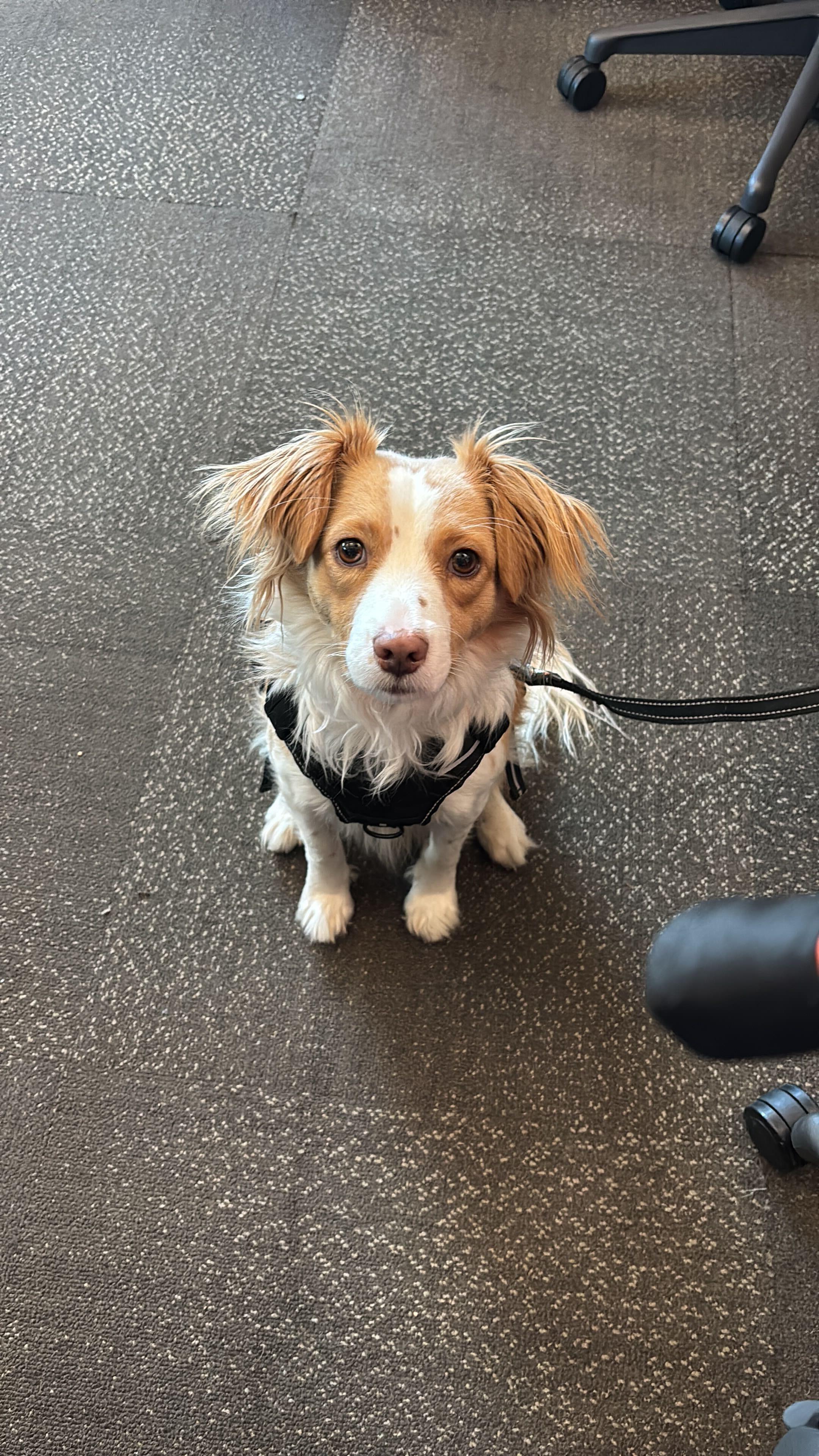 Pato, a Adopted mixed breed in Coquitlam, BC image 3/6