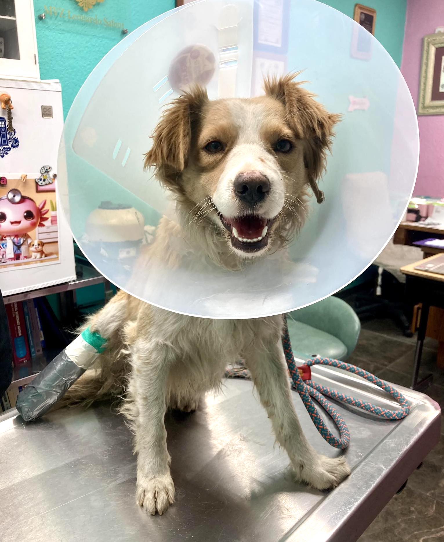 Pato, a Adopted mixed breed in Coquitlam, BC image 4/6