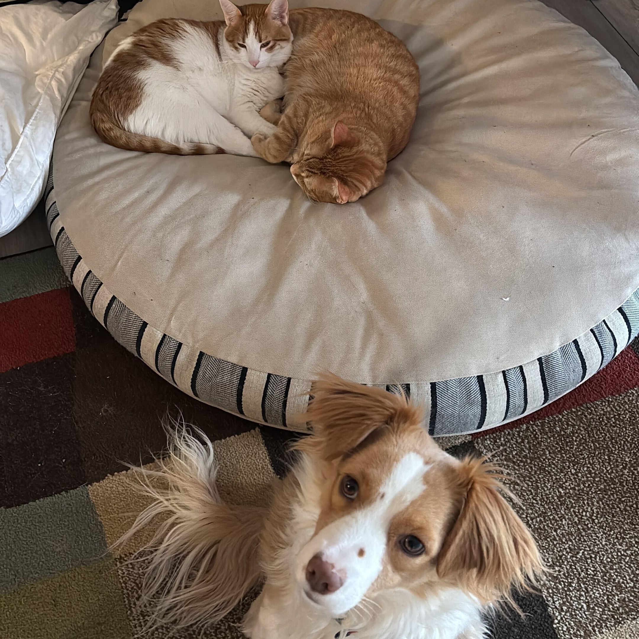 Pato, a Adopted mixed breed in Coquitlam, BC image 6/6