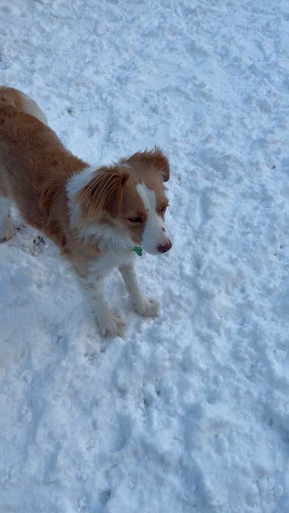 Enlarge Pato, a Adopted mixed breed in Coquitlam, BC video 2/6