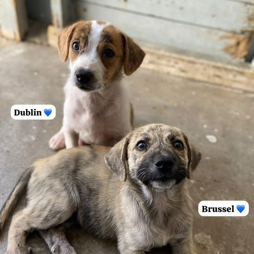 Enlarge Dublin, an adopted Mixed Breed in Thornhill, ON image 5/6